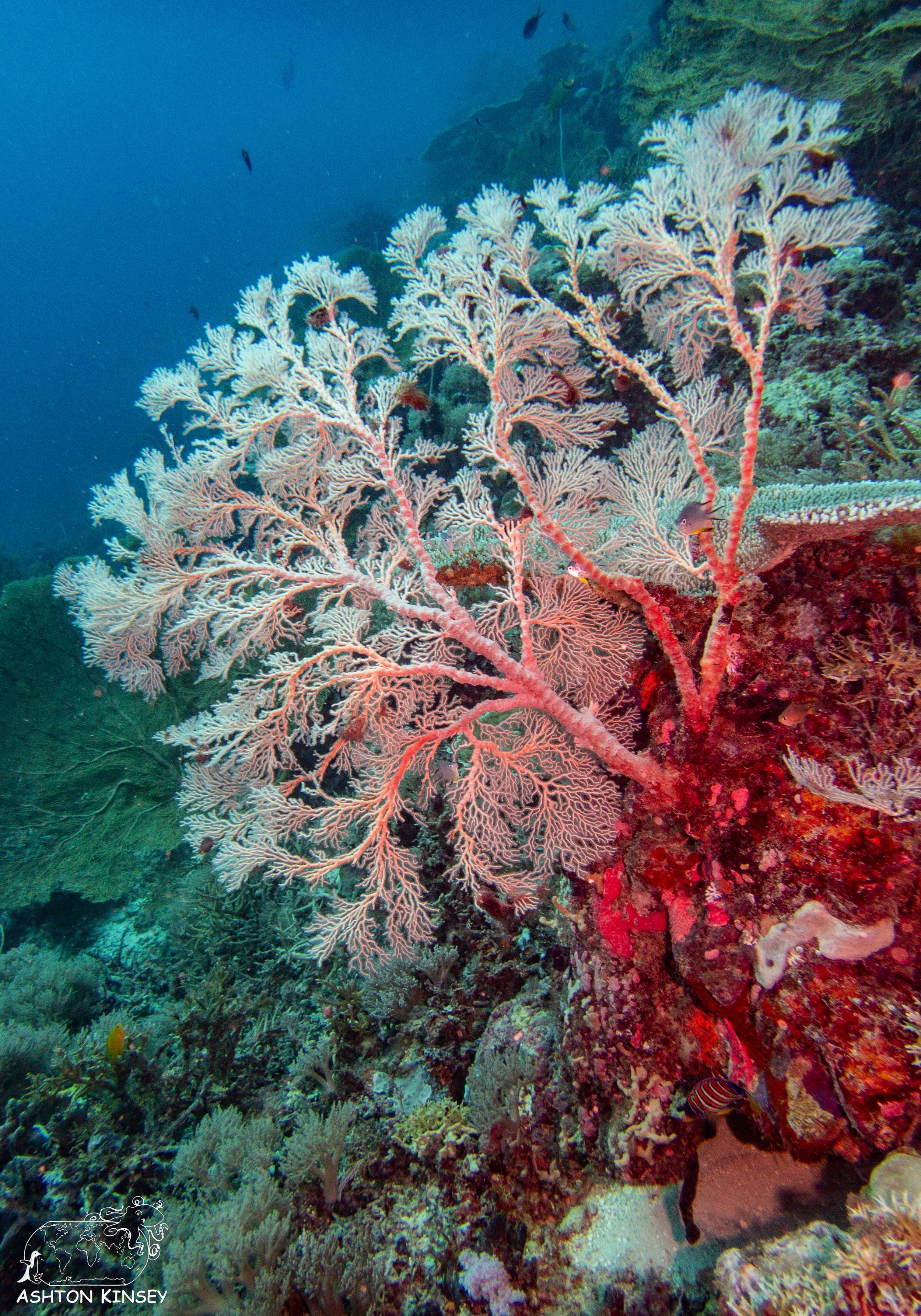 Double Reef-4.jpg