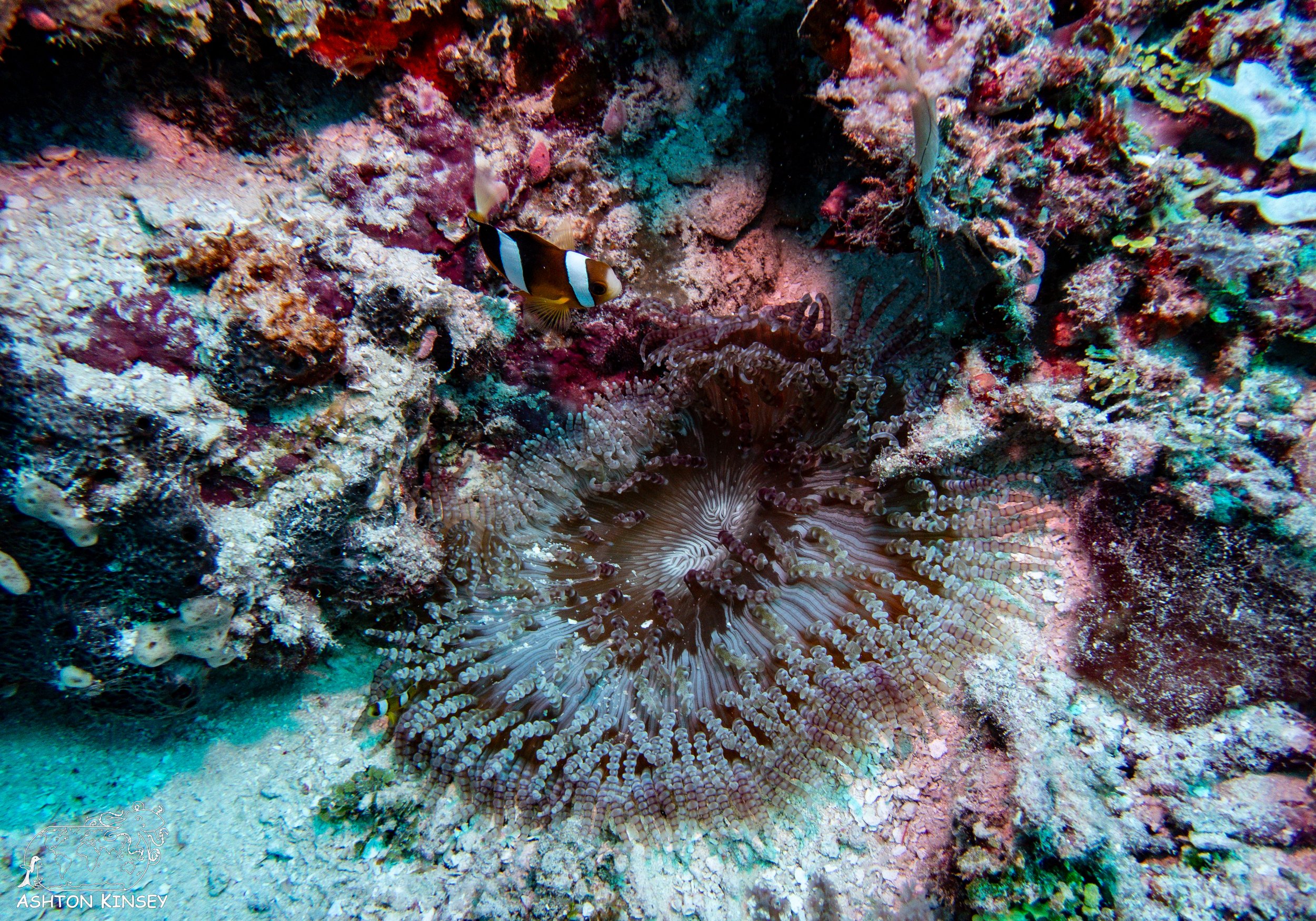 Double Reef-5.jpg