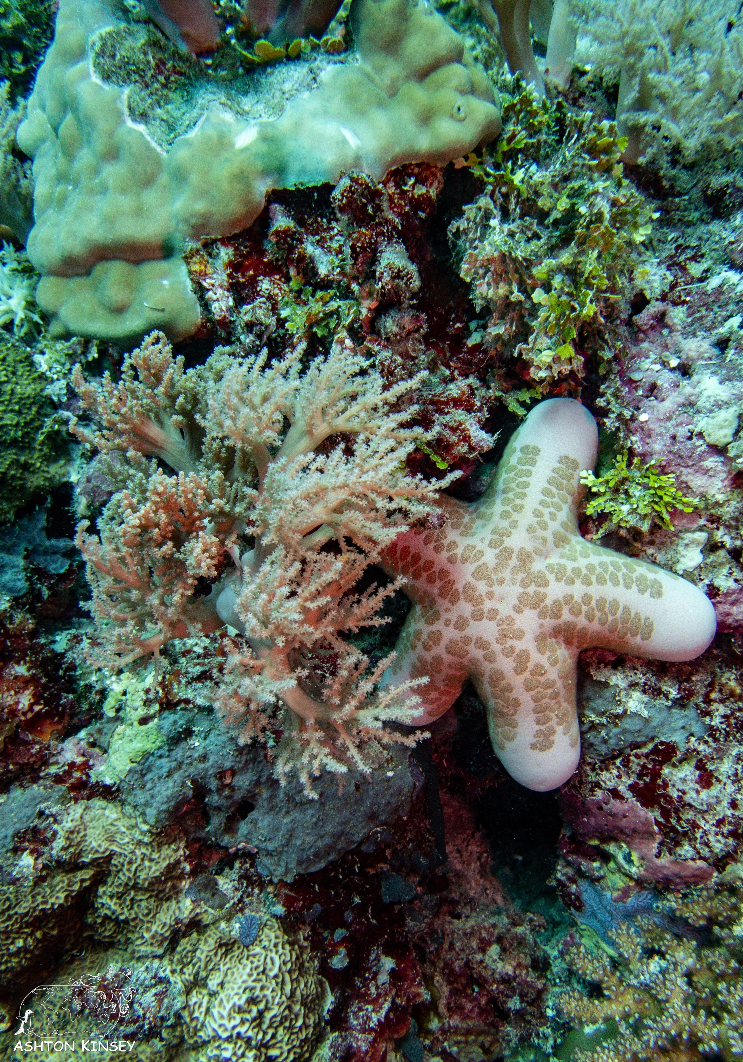 Double Reef-6.2.jpg