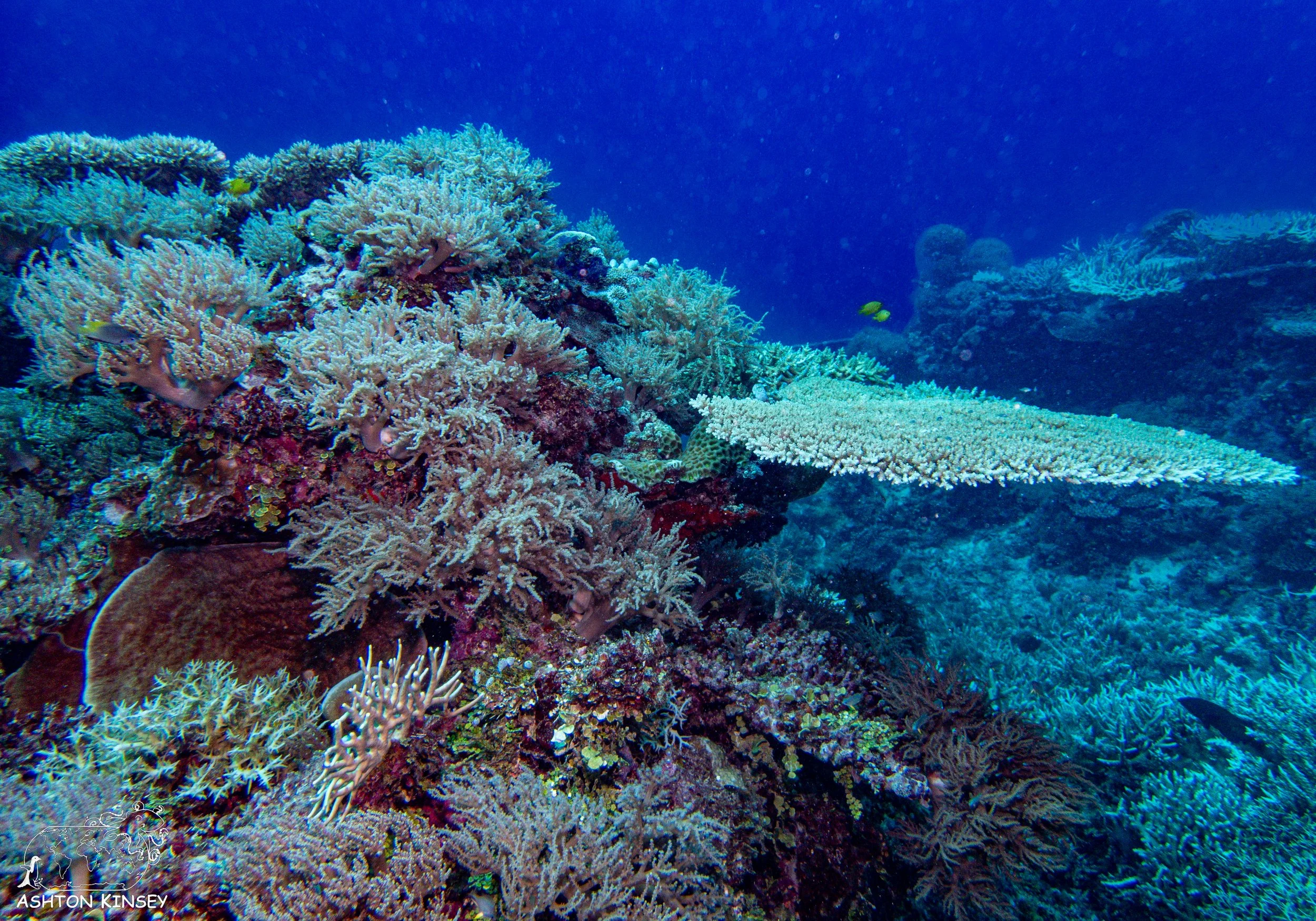 Double Reef-7.jpg