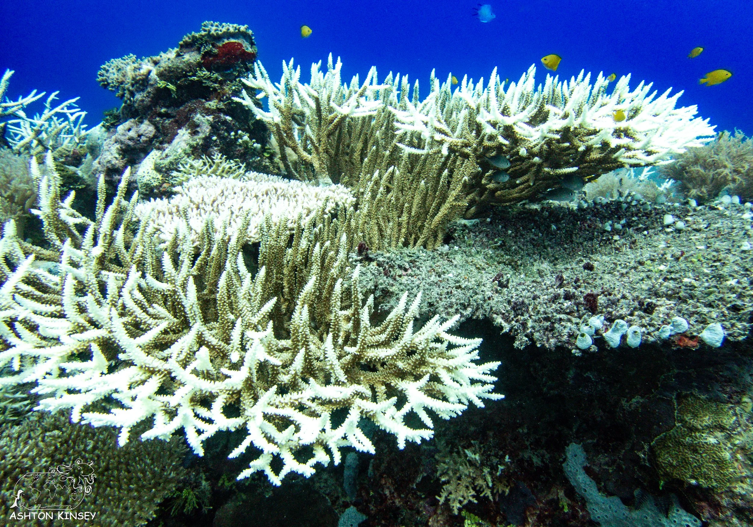 Double Reef-8.jpg