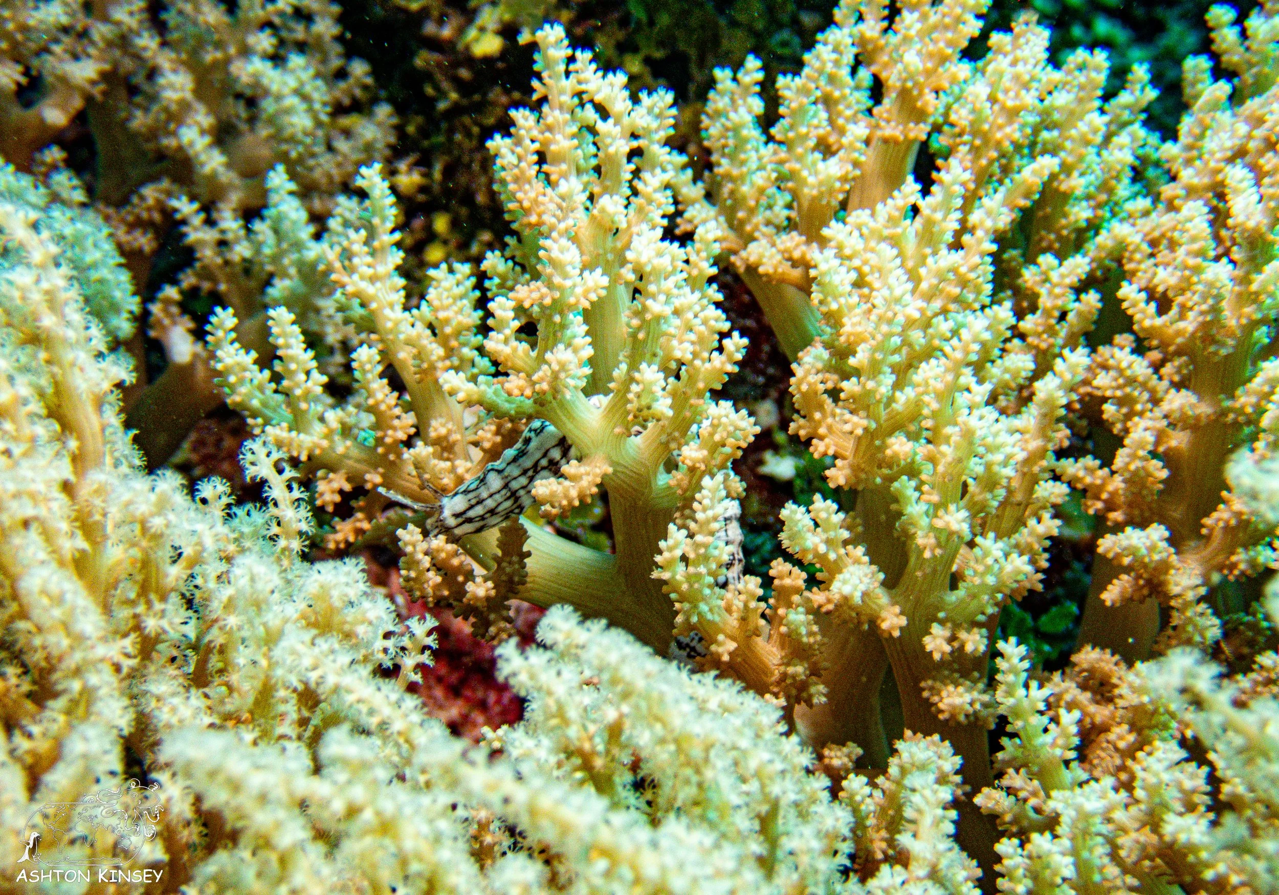 Double Reef-9.jpg