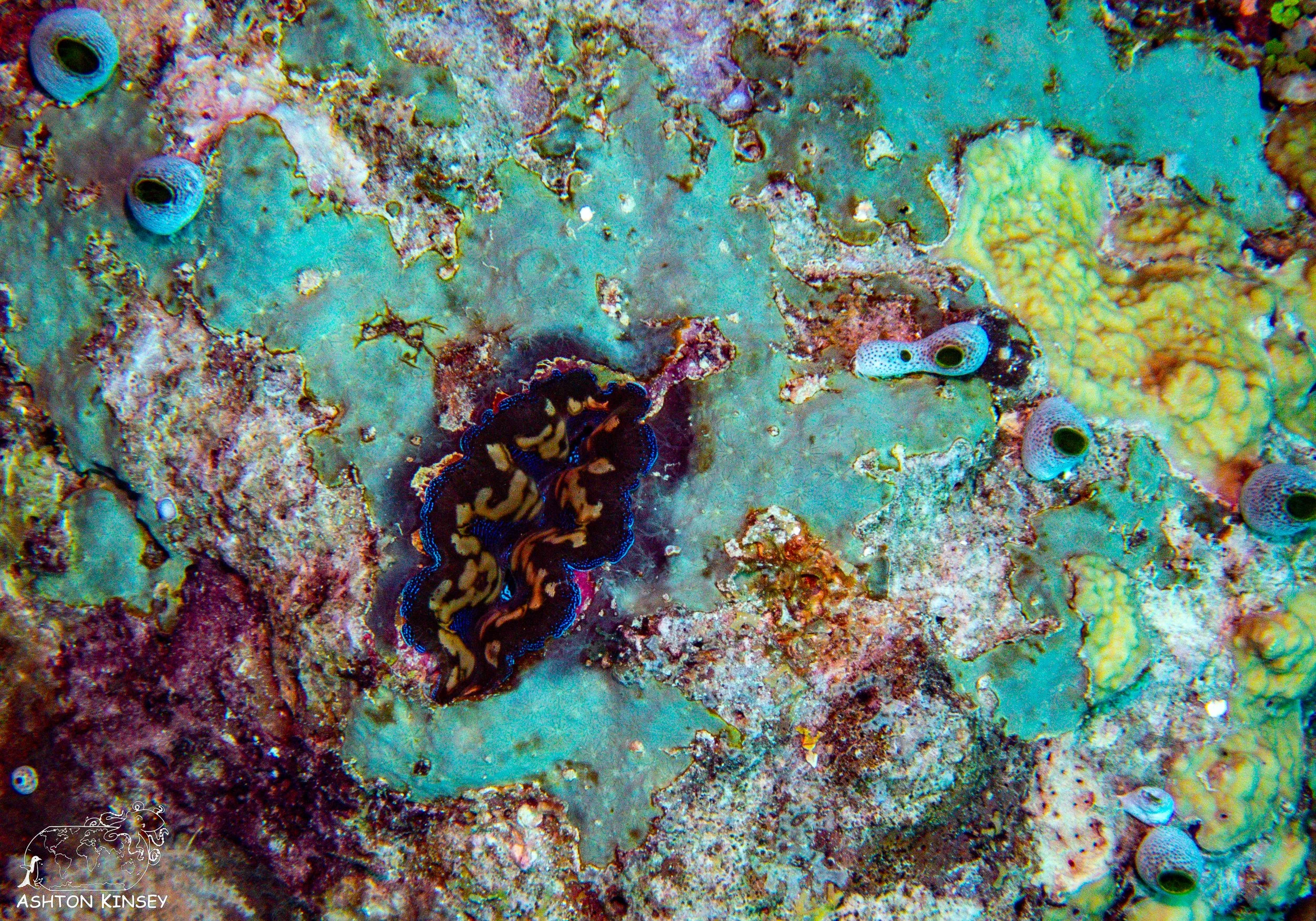 Double Reef-10.jpg