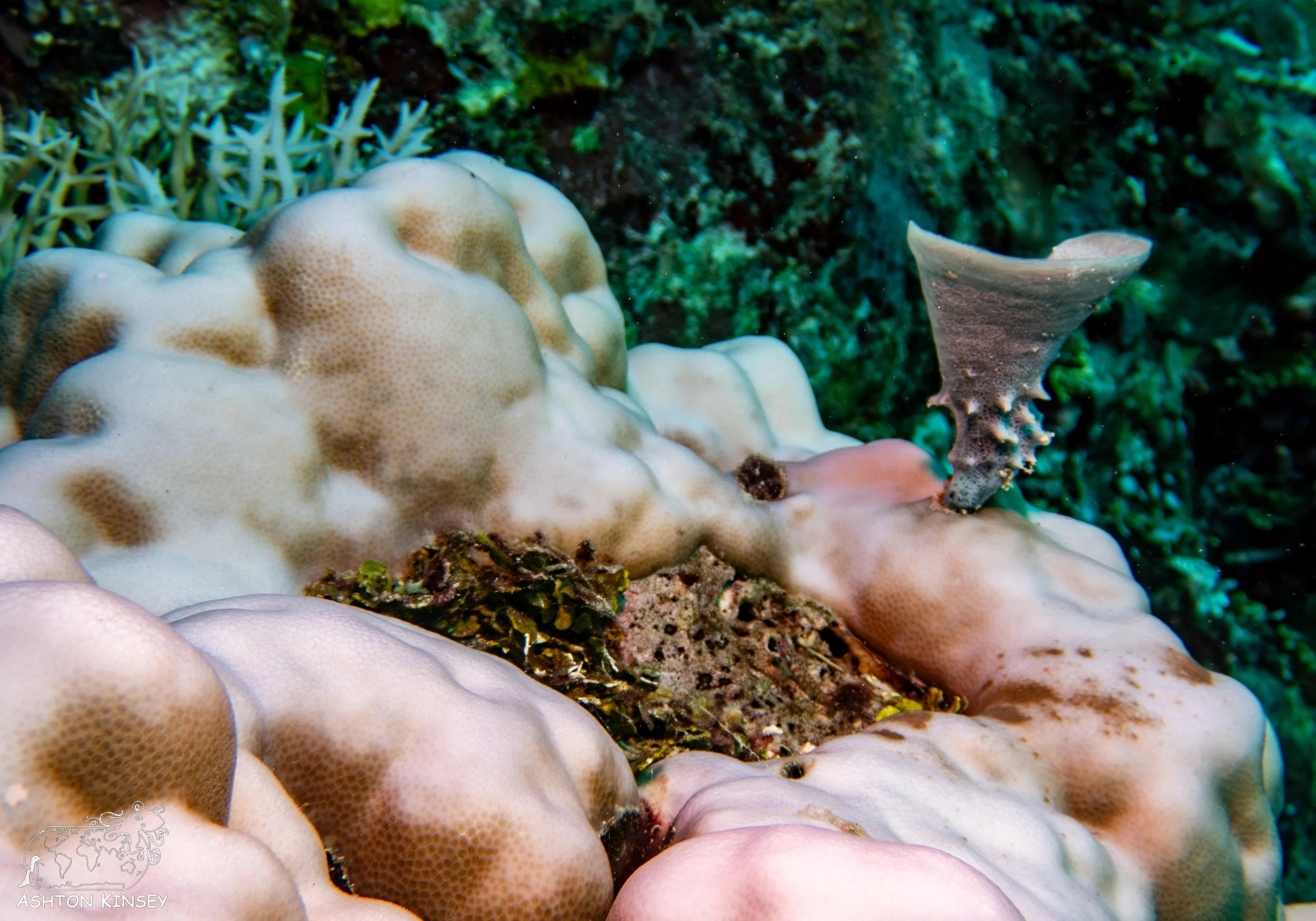 Double Reef-11.jpg