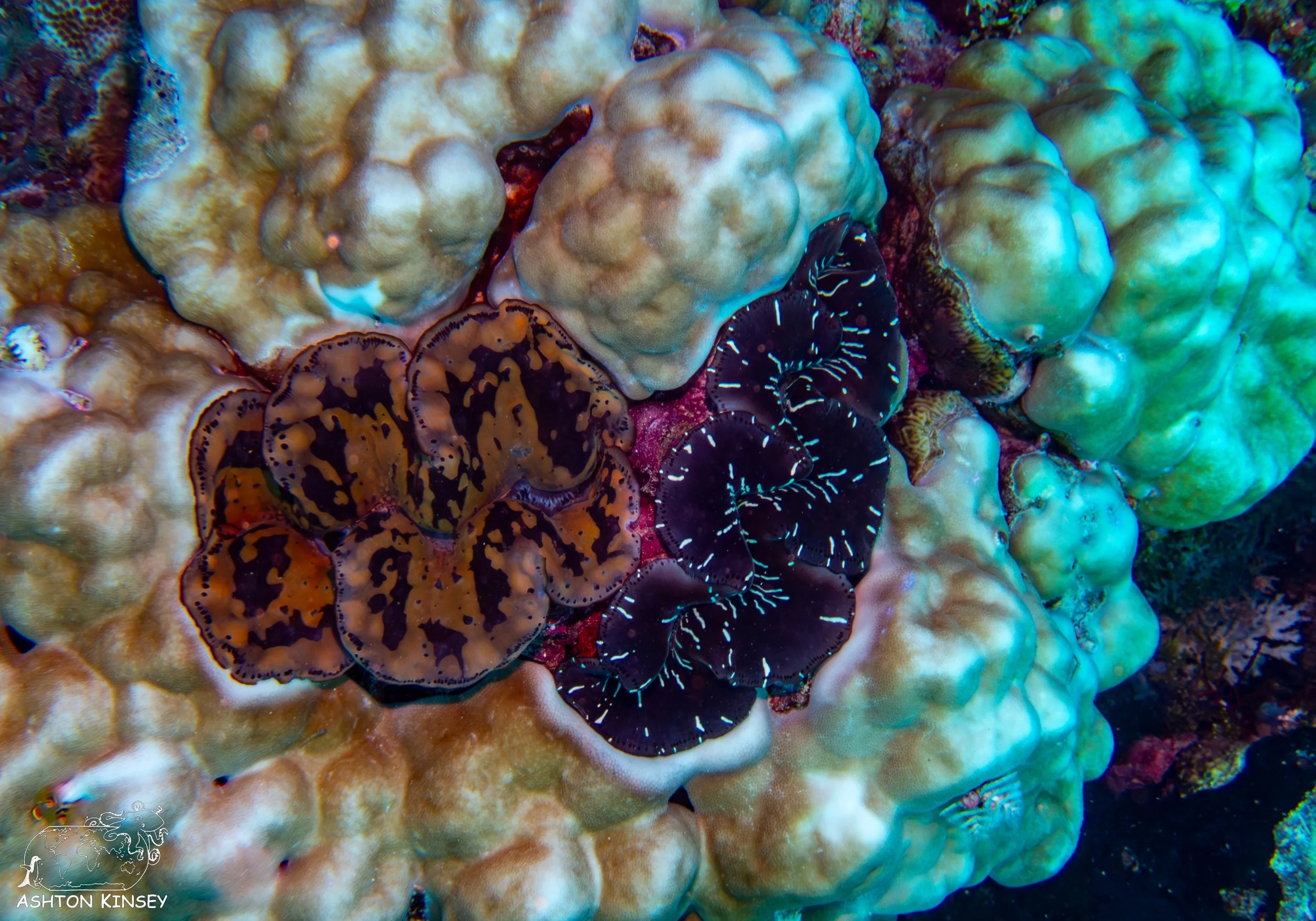 Double Reef-12.jpg