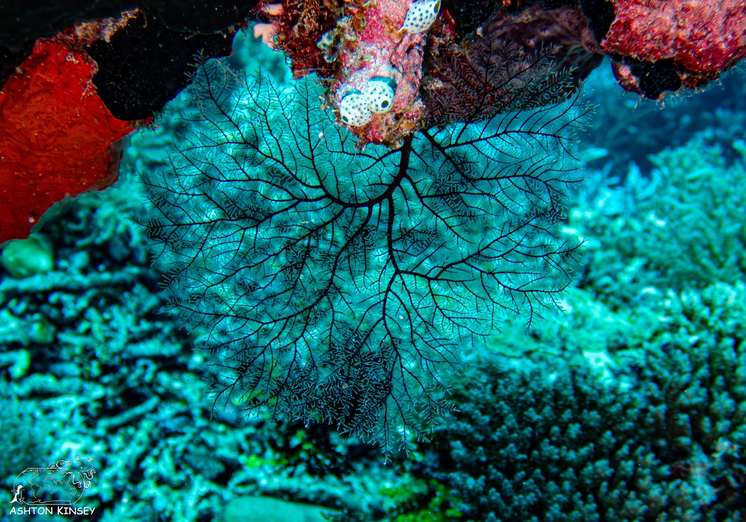 Double Reef-14.jpg