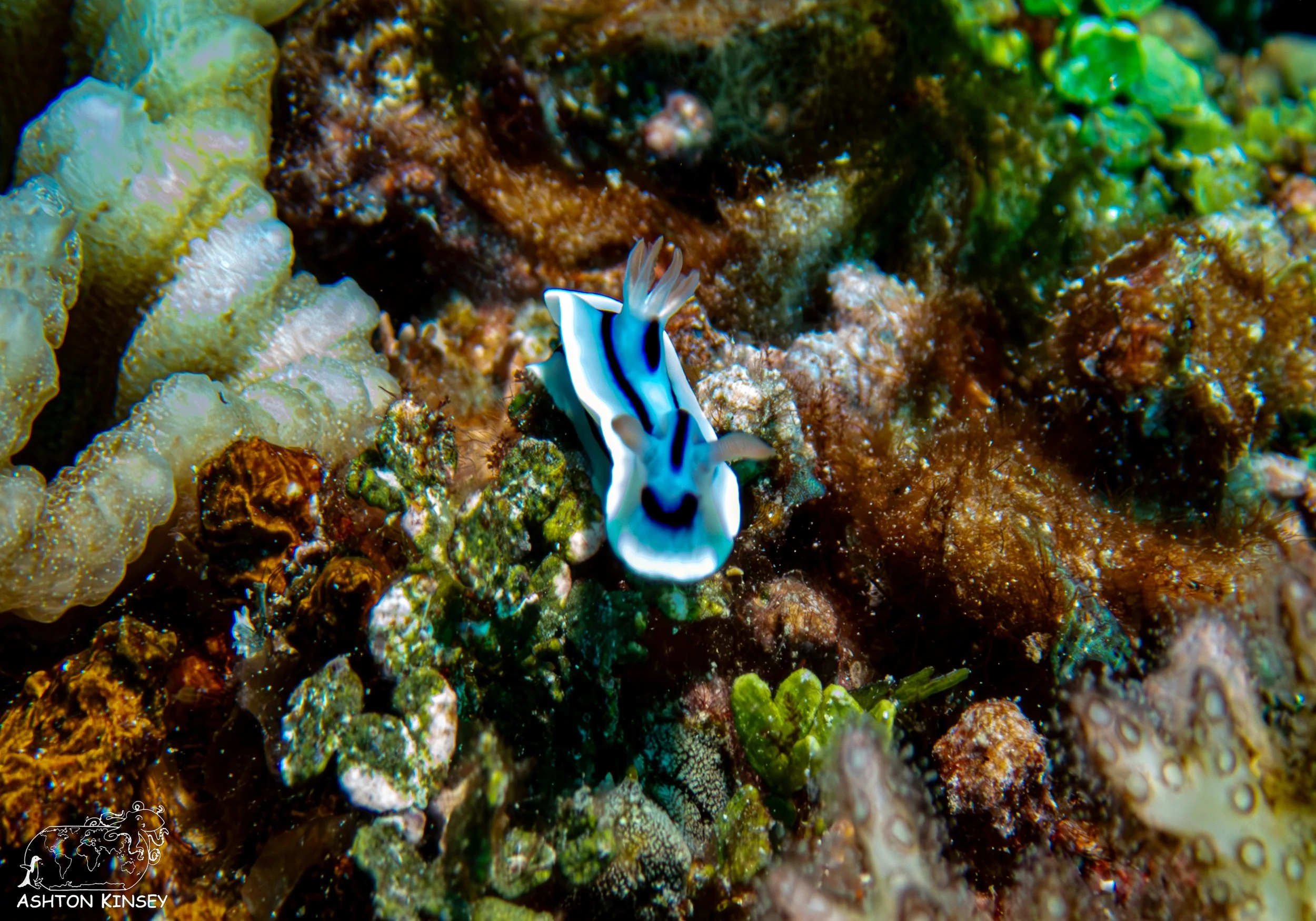 Double Reef-15.jpg