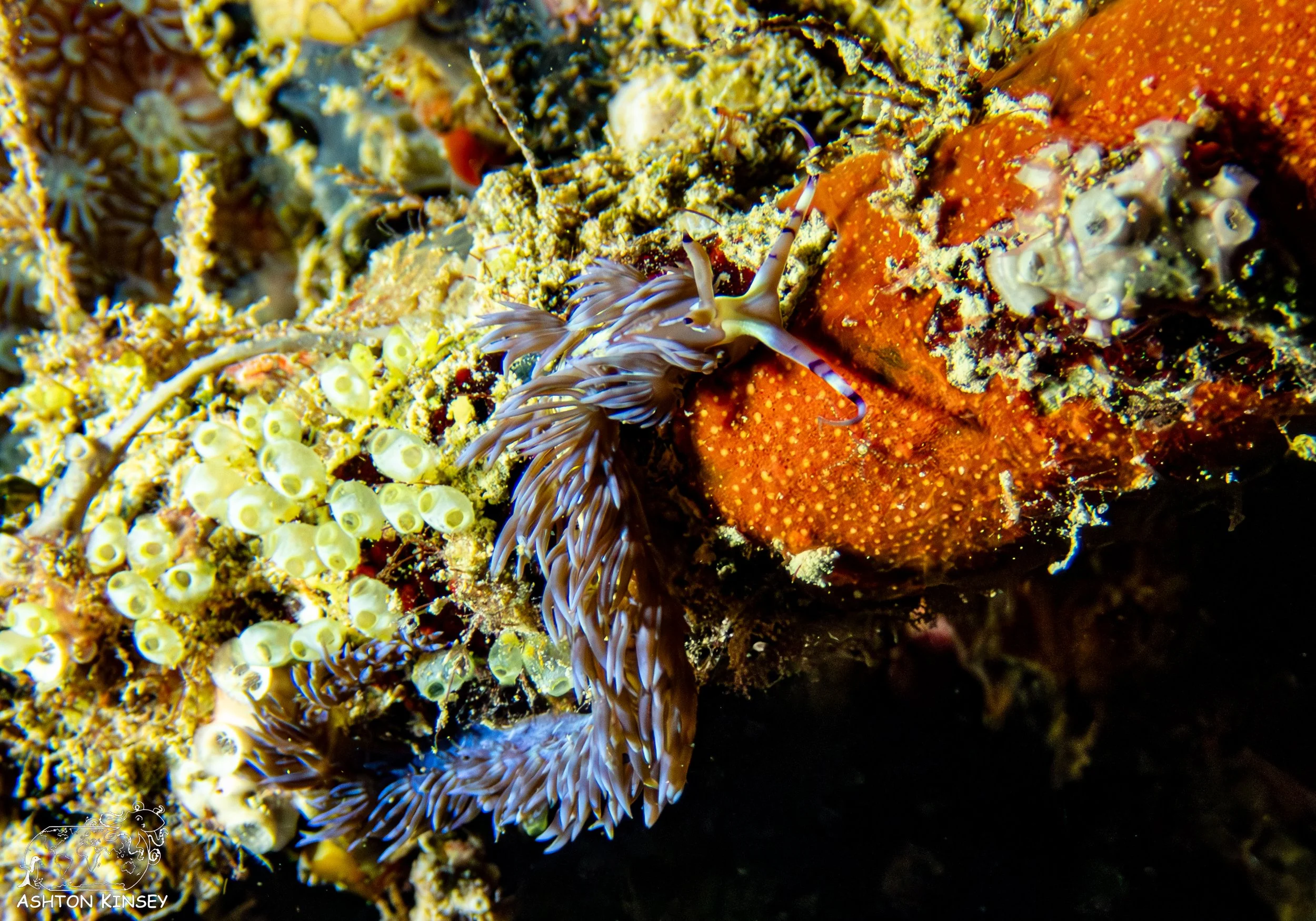 Haf Adai Wreck-9.jpg