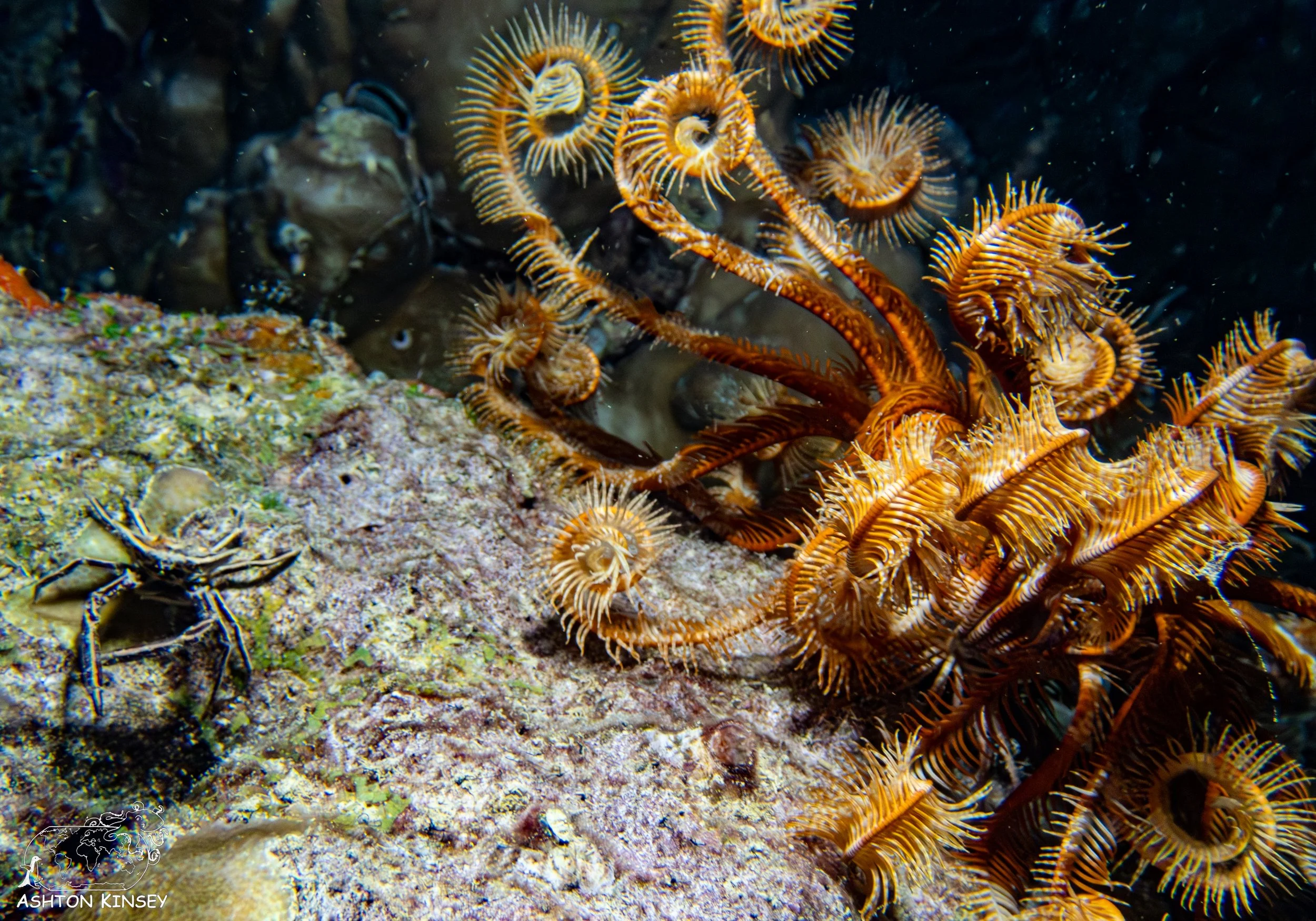 Haf Adai Wreck-15.jpg