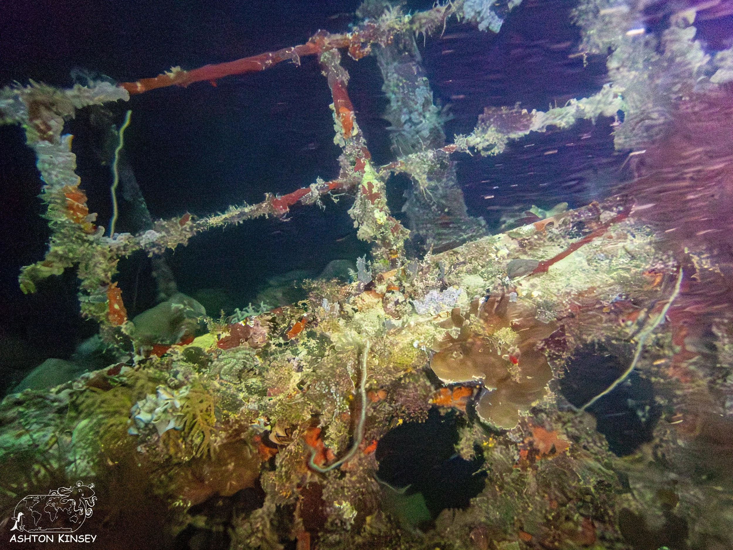 Haf Adai Wreck-22.jpg