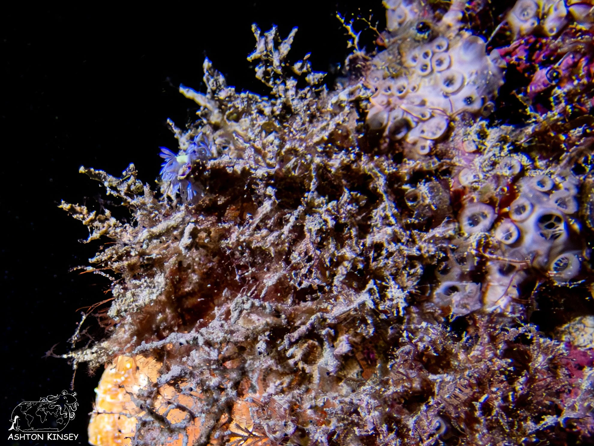 Haf Adai Wreck.jpg