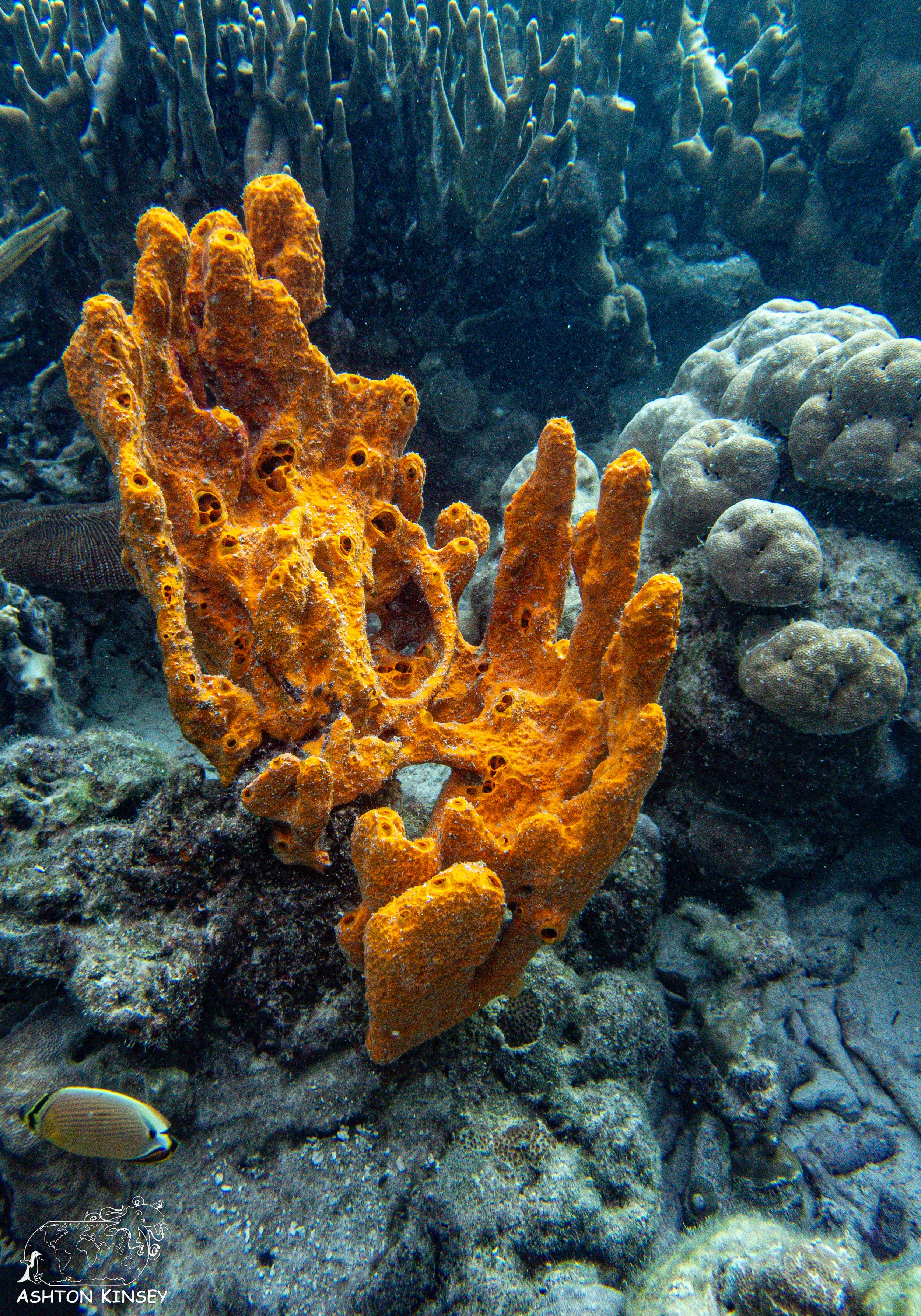 Chandelier Cave-28.jpg