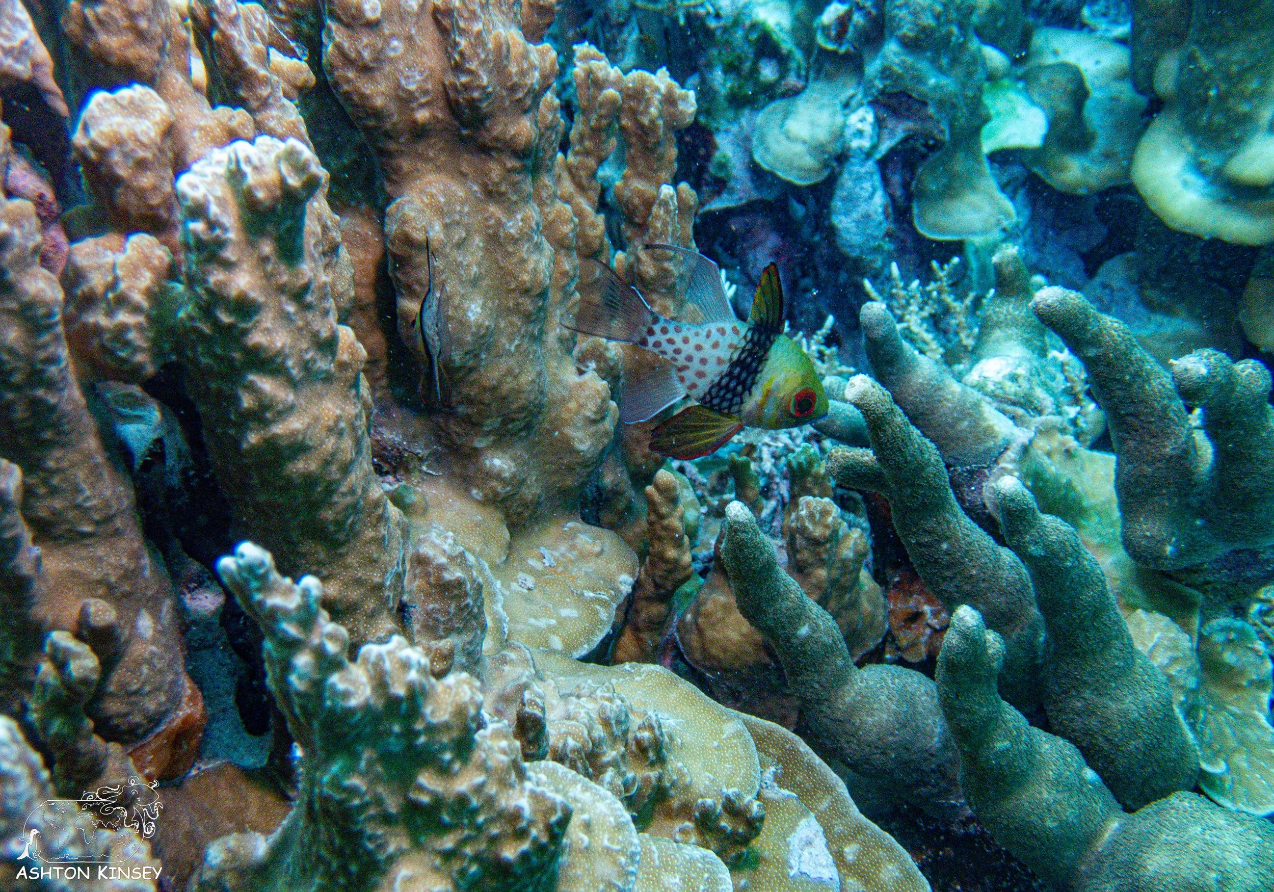 Chandelier Cave-29.jpg