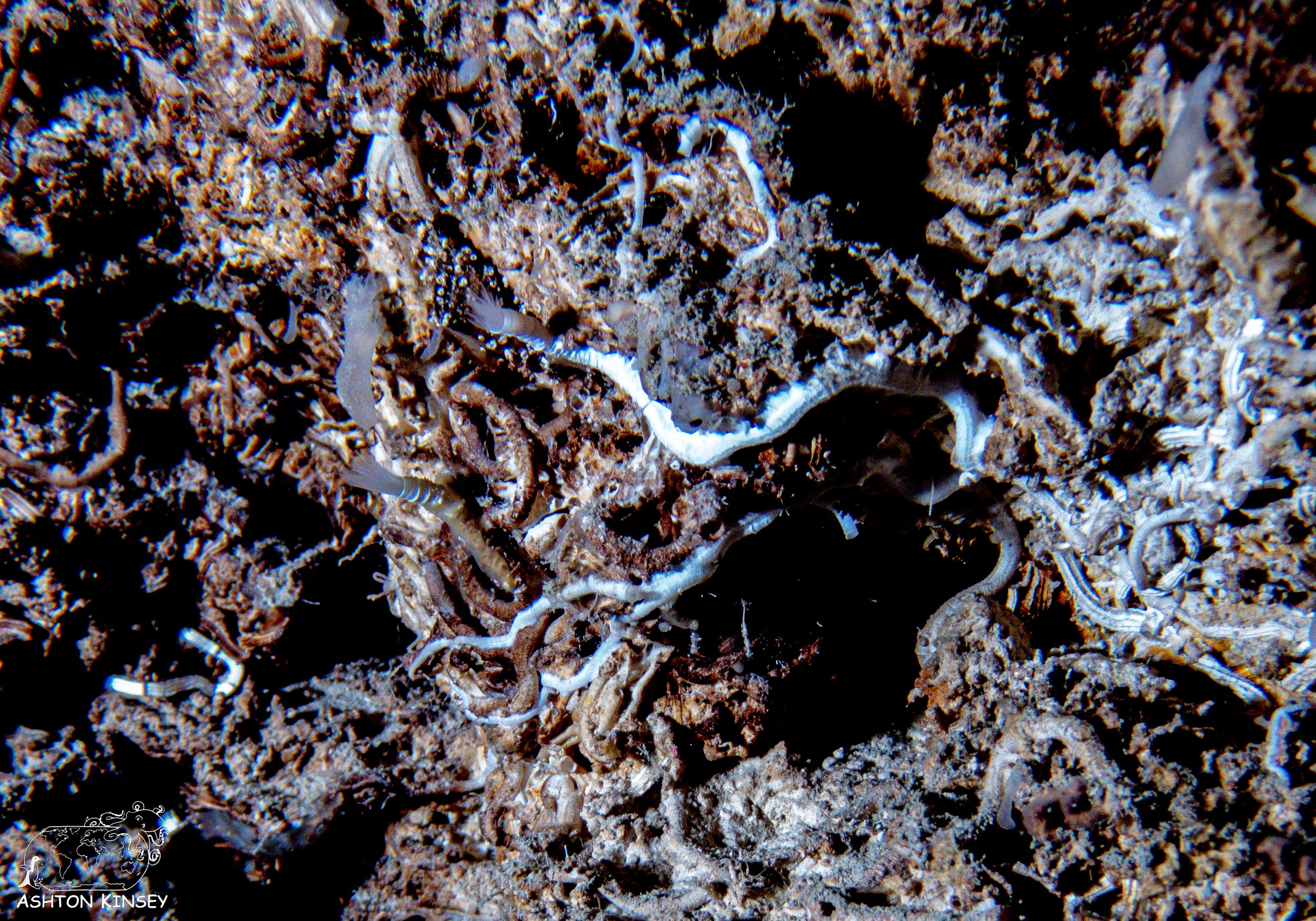 Chandelier Cave-8.jpg