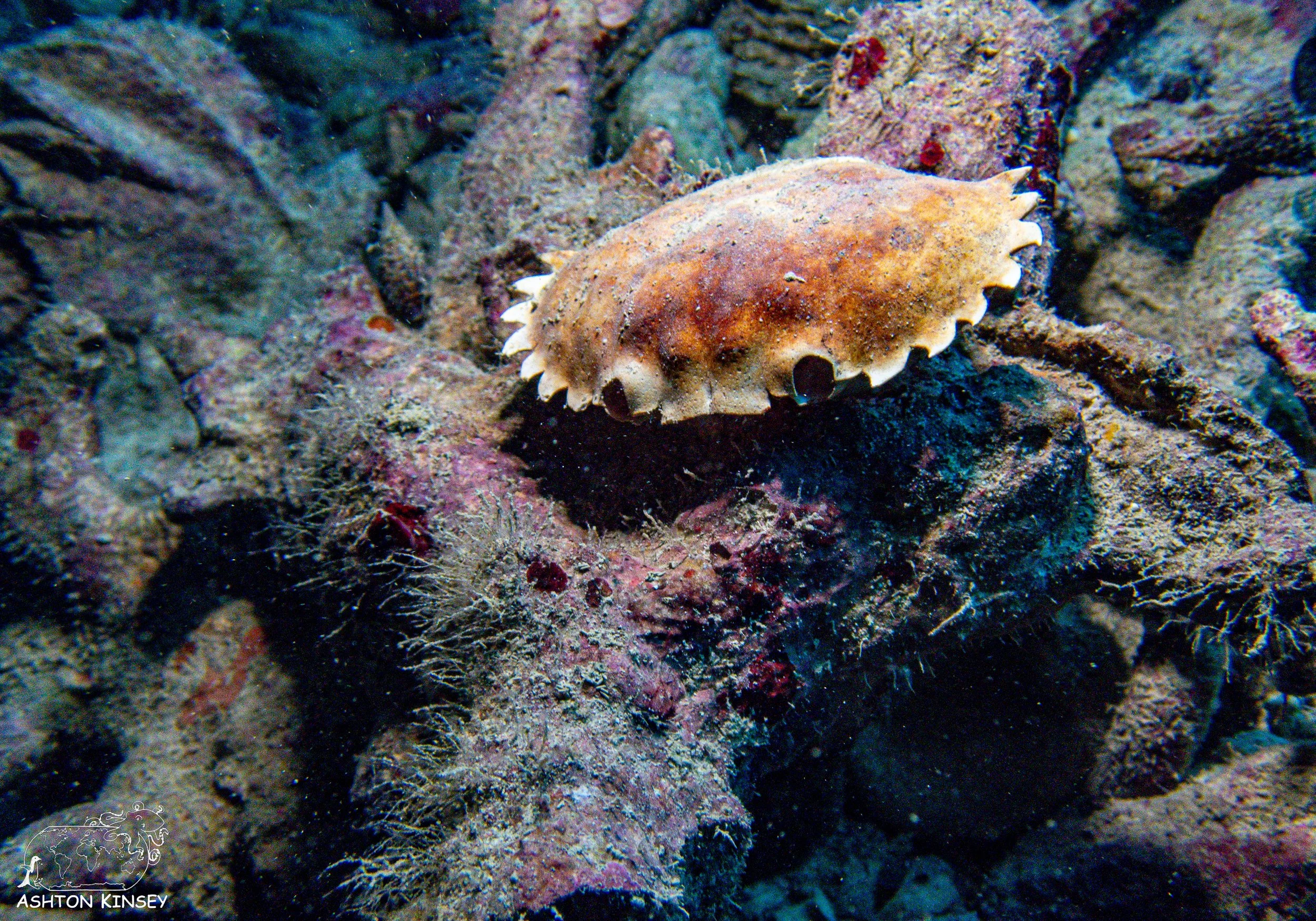 Chandelier Cave-24.jpg