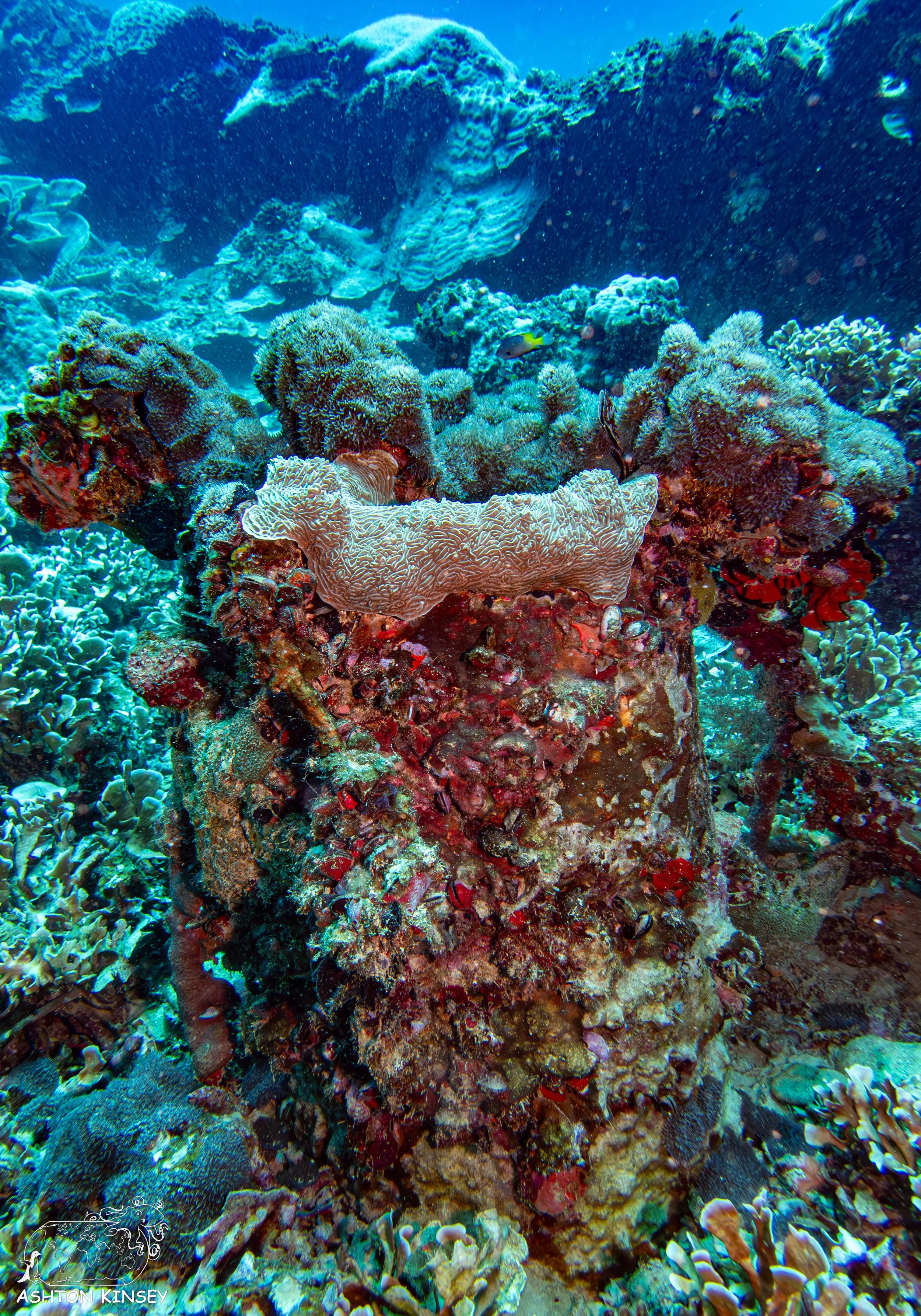 Iro Wreck-11.jpg