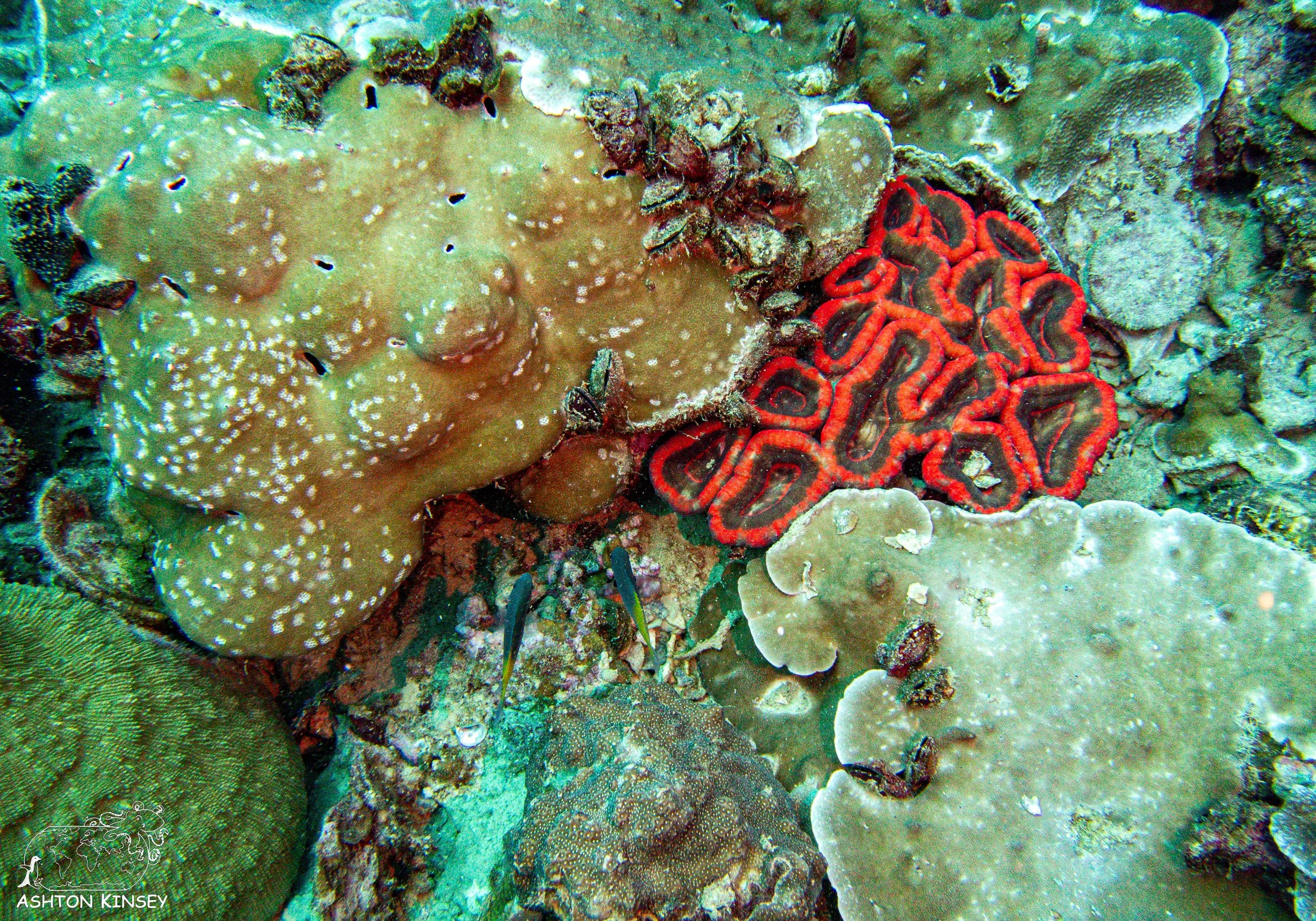 Iro Wreck-14.jpg