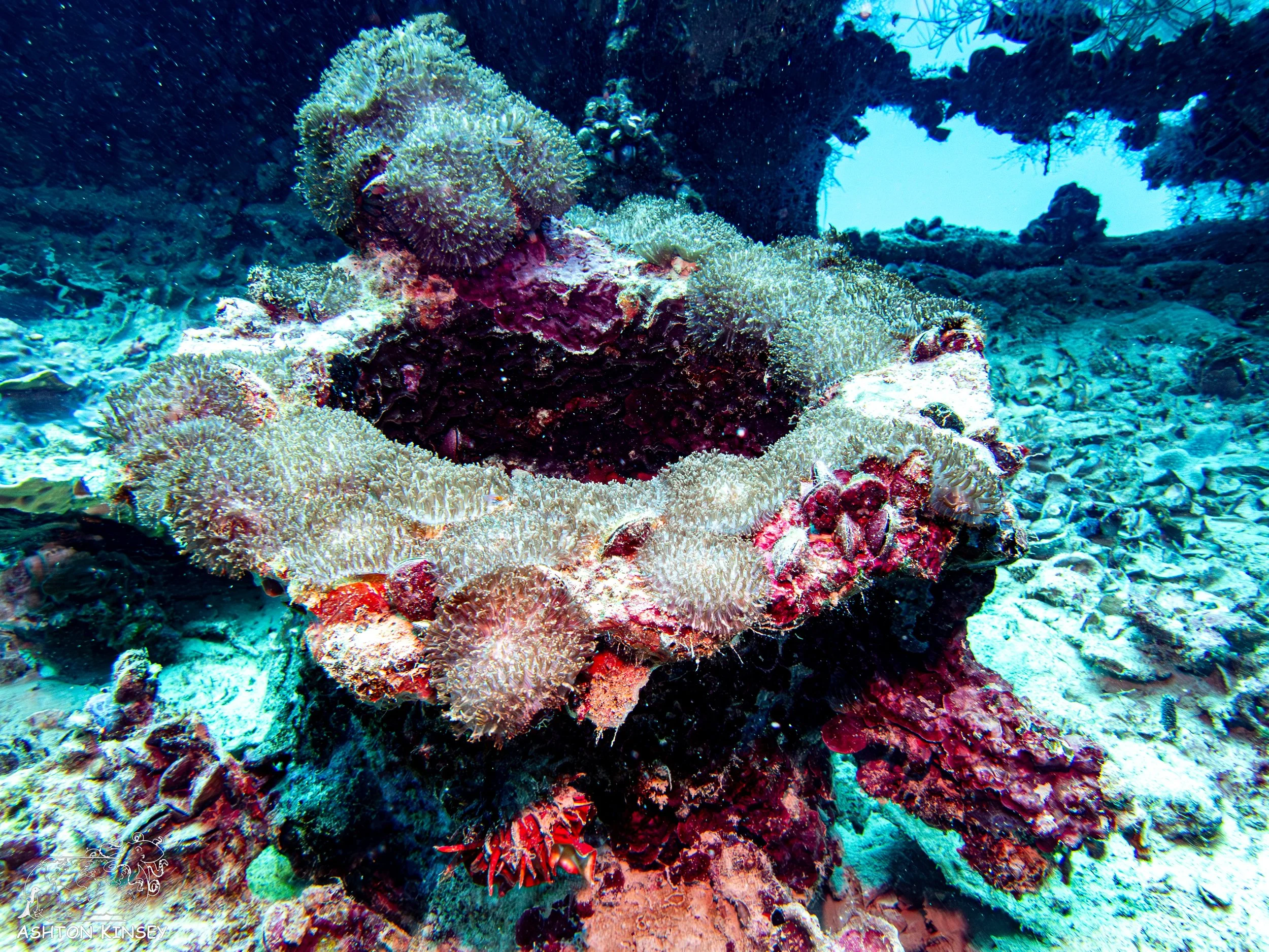 Iro Wreck-18.jpg