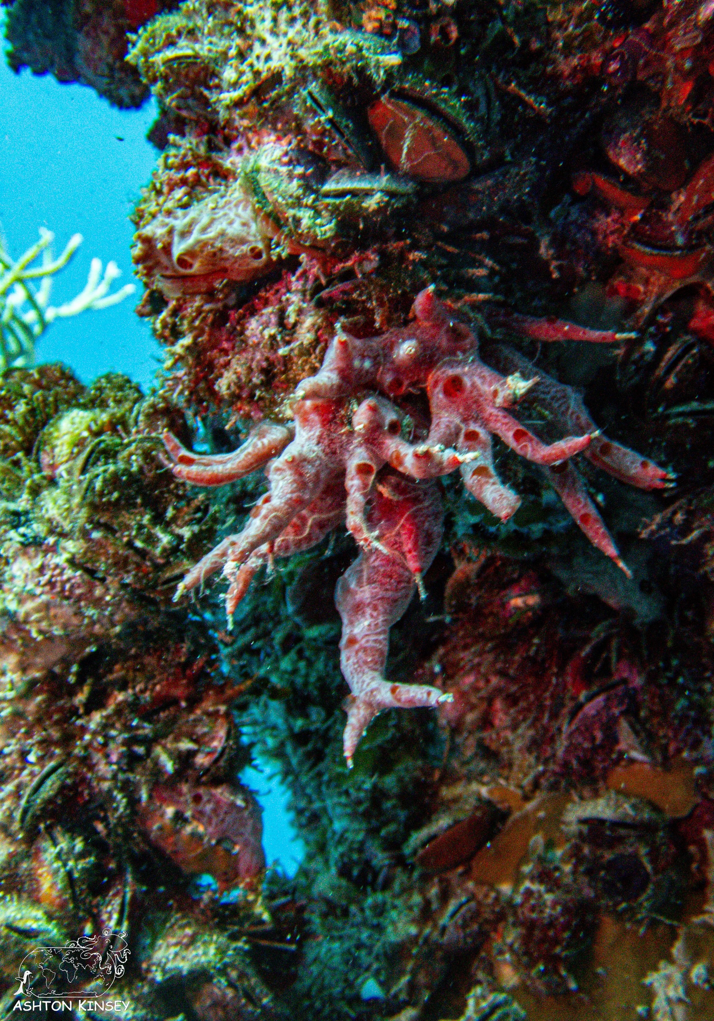 Iro Wreck-34.jpg