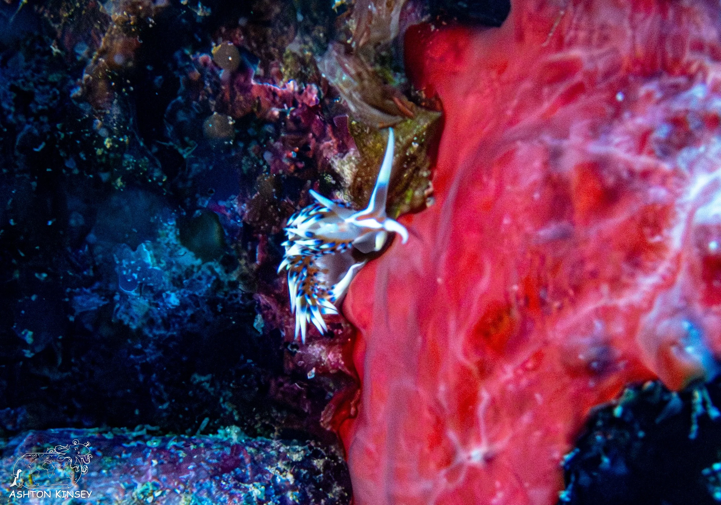 Iro Wreck-36.jpg