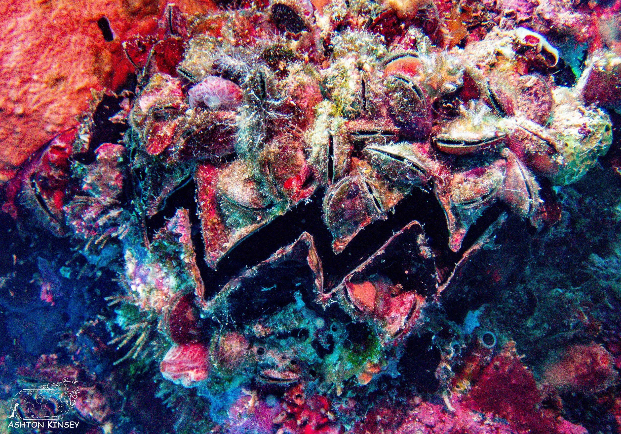 Iro Wreck-35.jpg