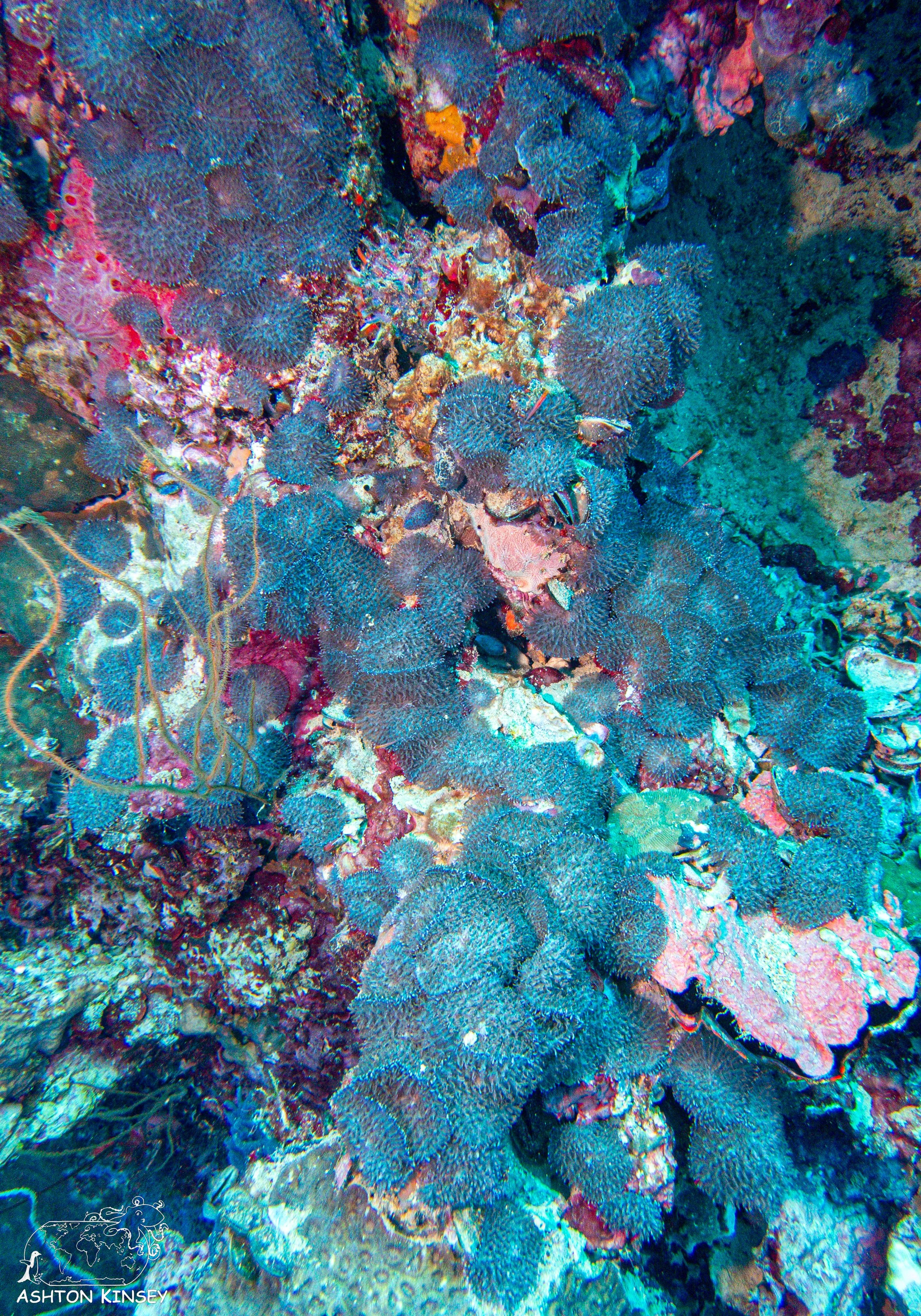 Iro Wreck-1.jpg