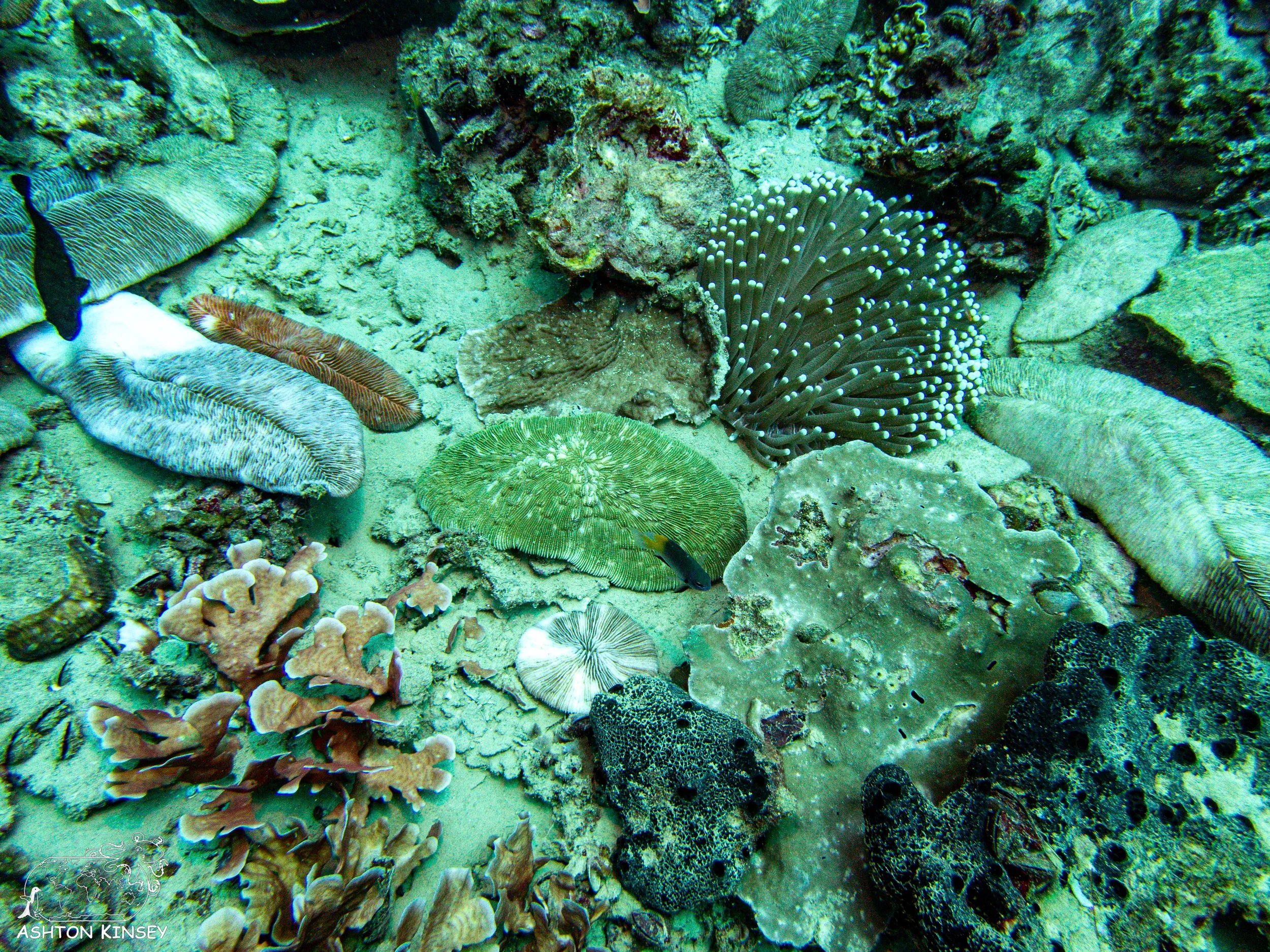 Iro Wreck-8.jpg