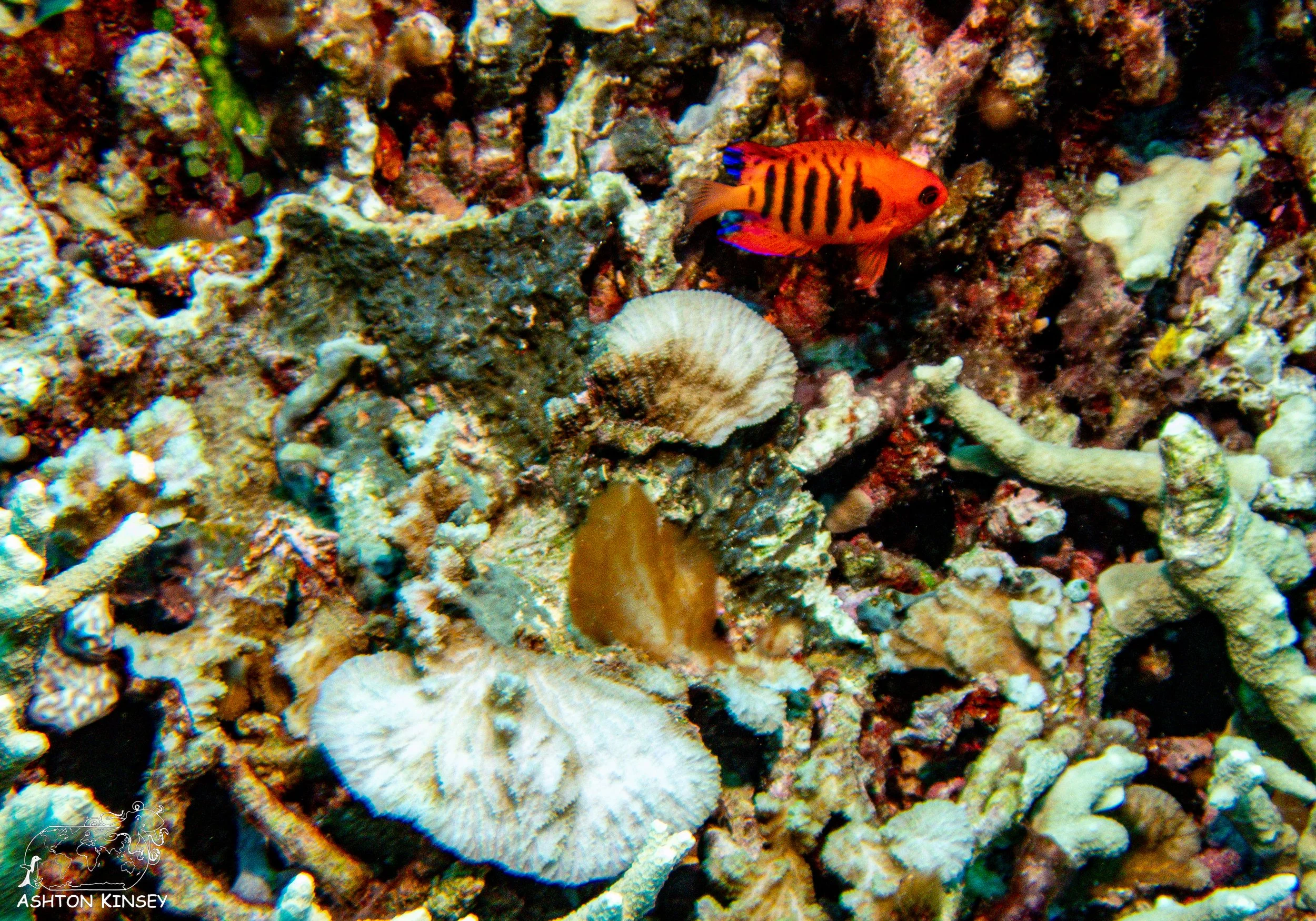 Orange Beach-4.jpg