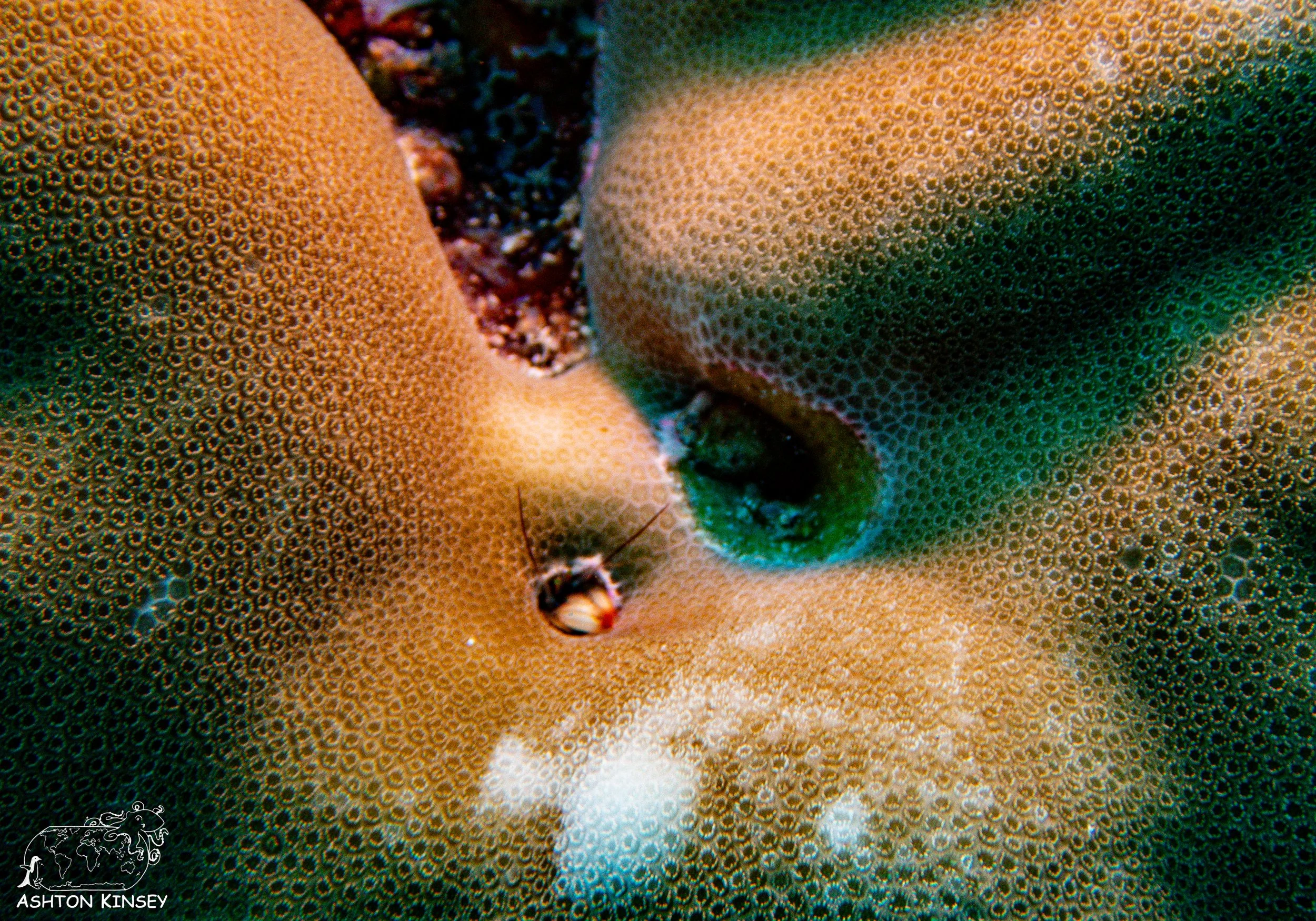 Orange Beach-5.jpg