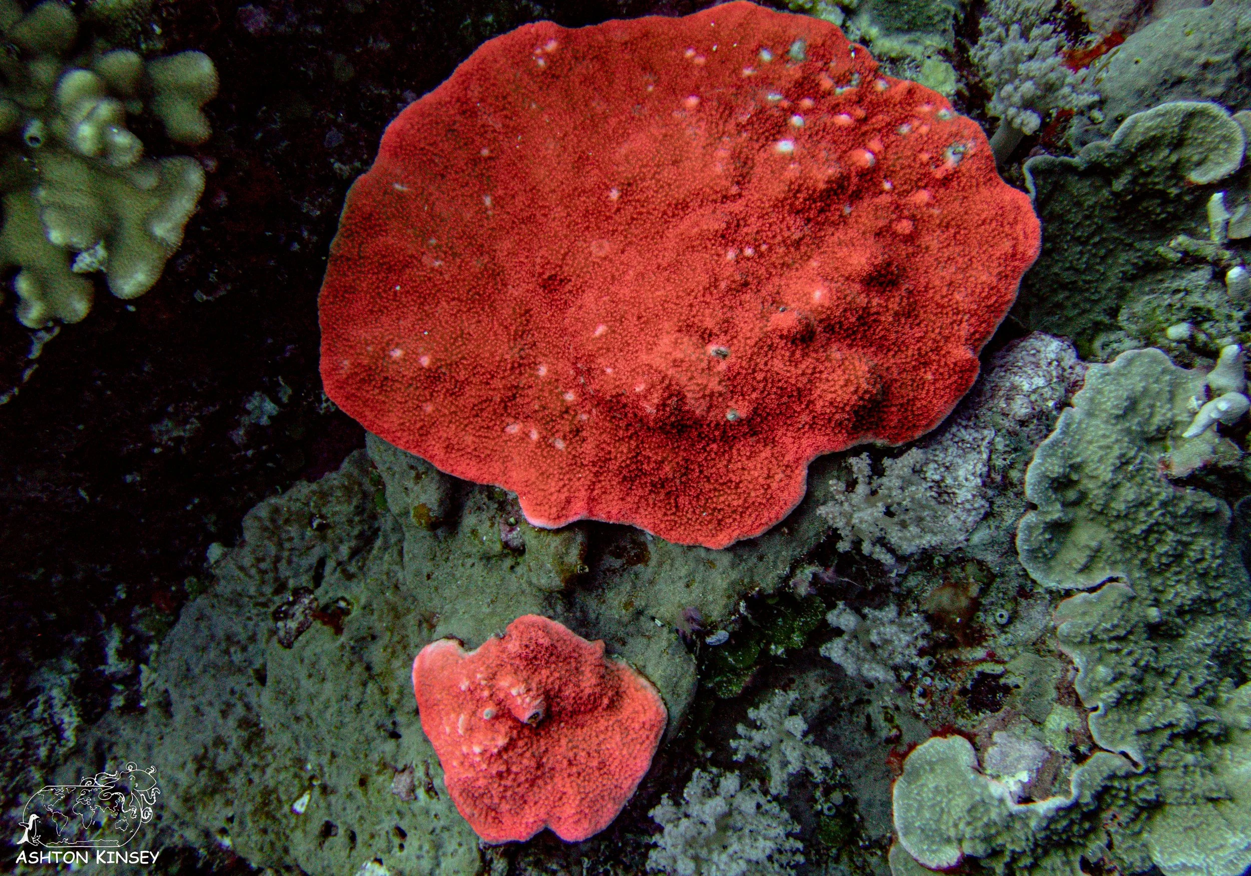 Orange Beach-7.jpg