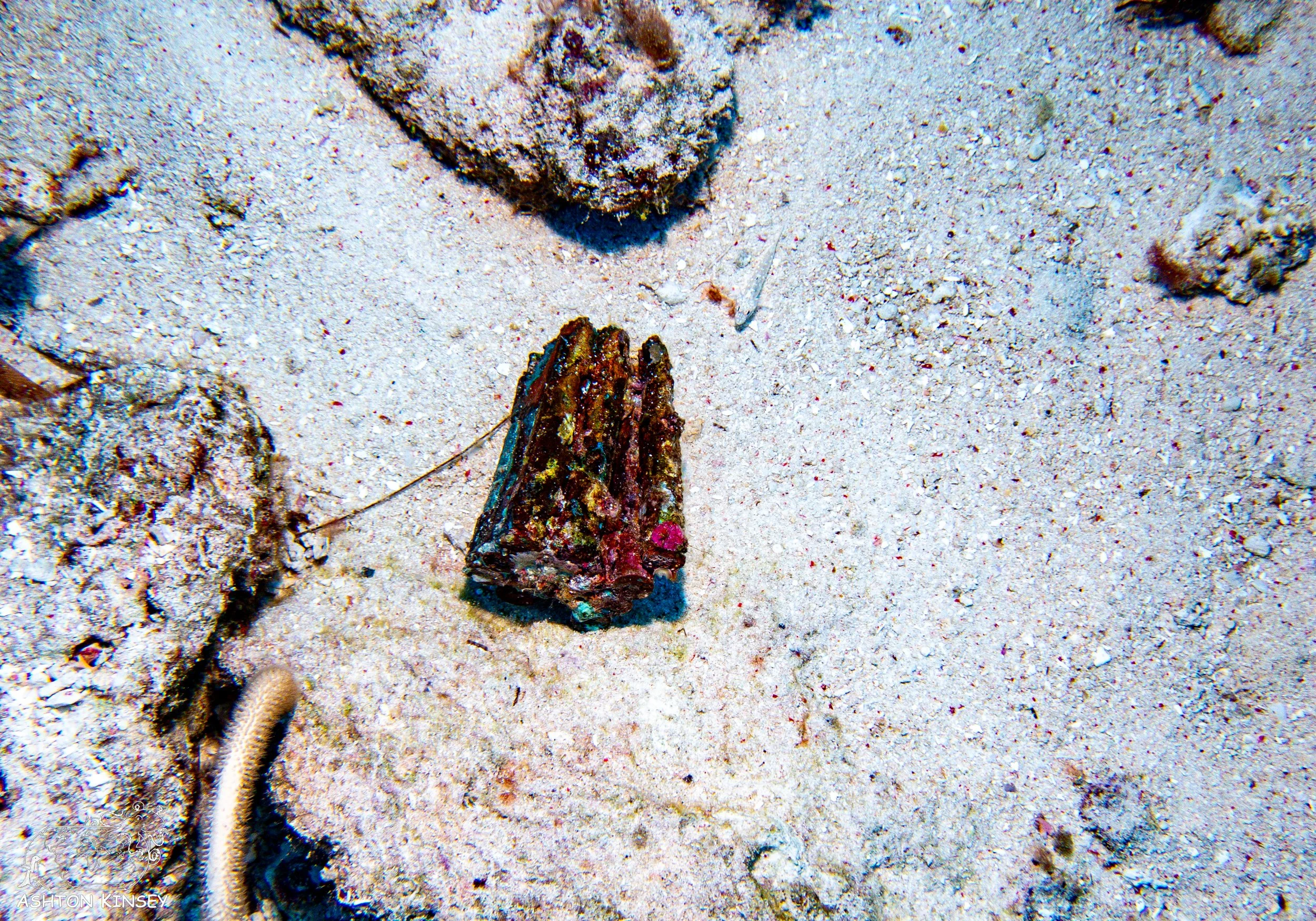 Orange Beach-9.jpg