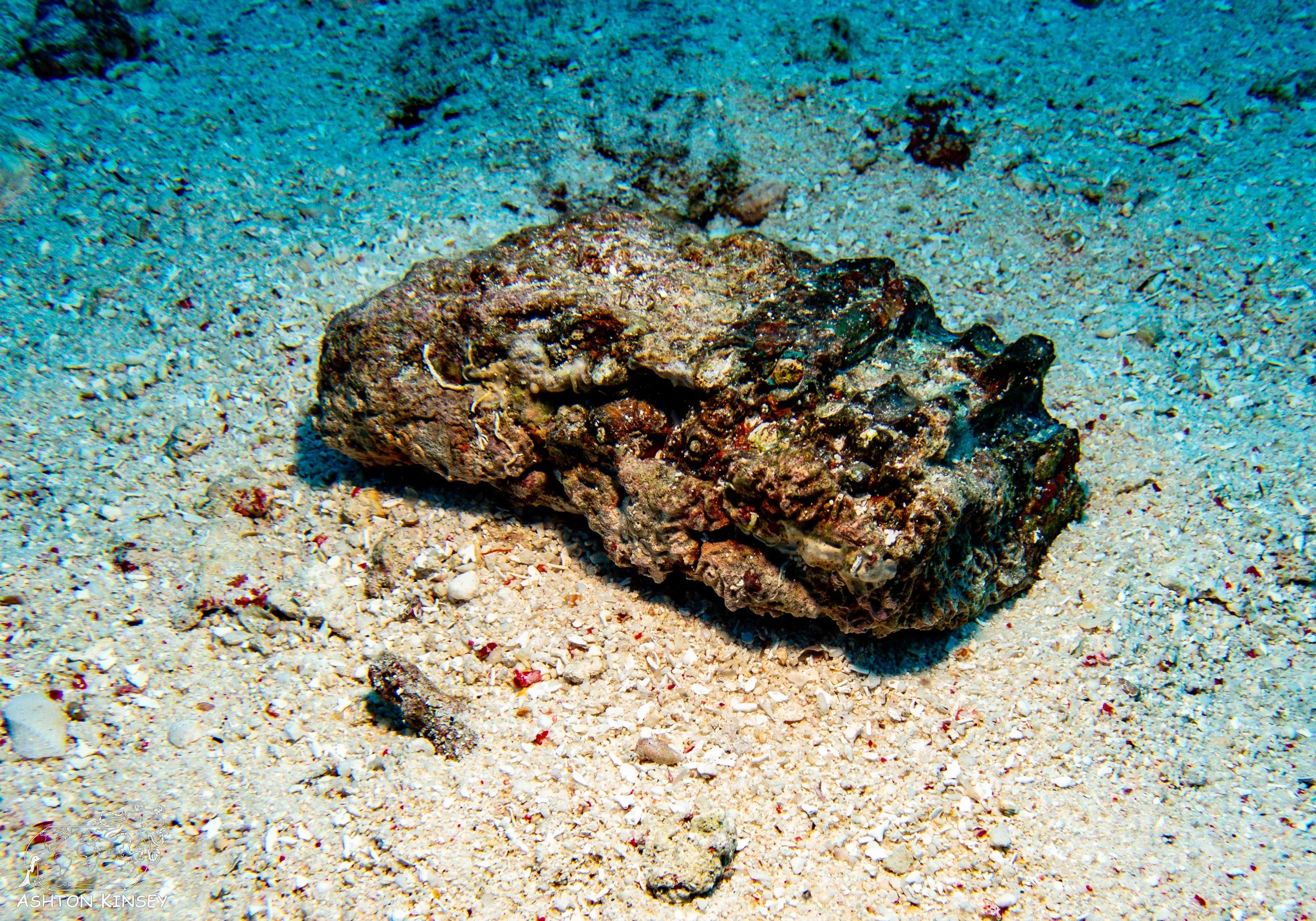 Orange Beach-13.jpg