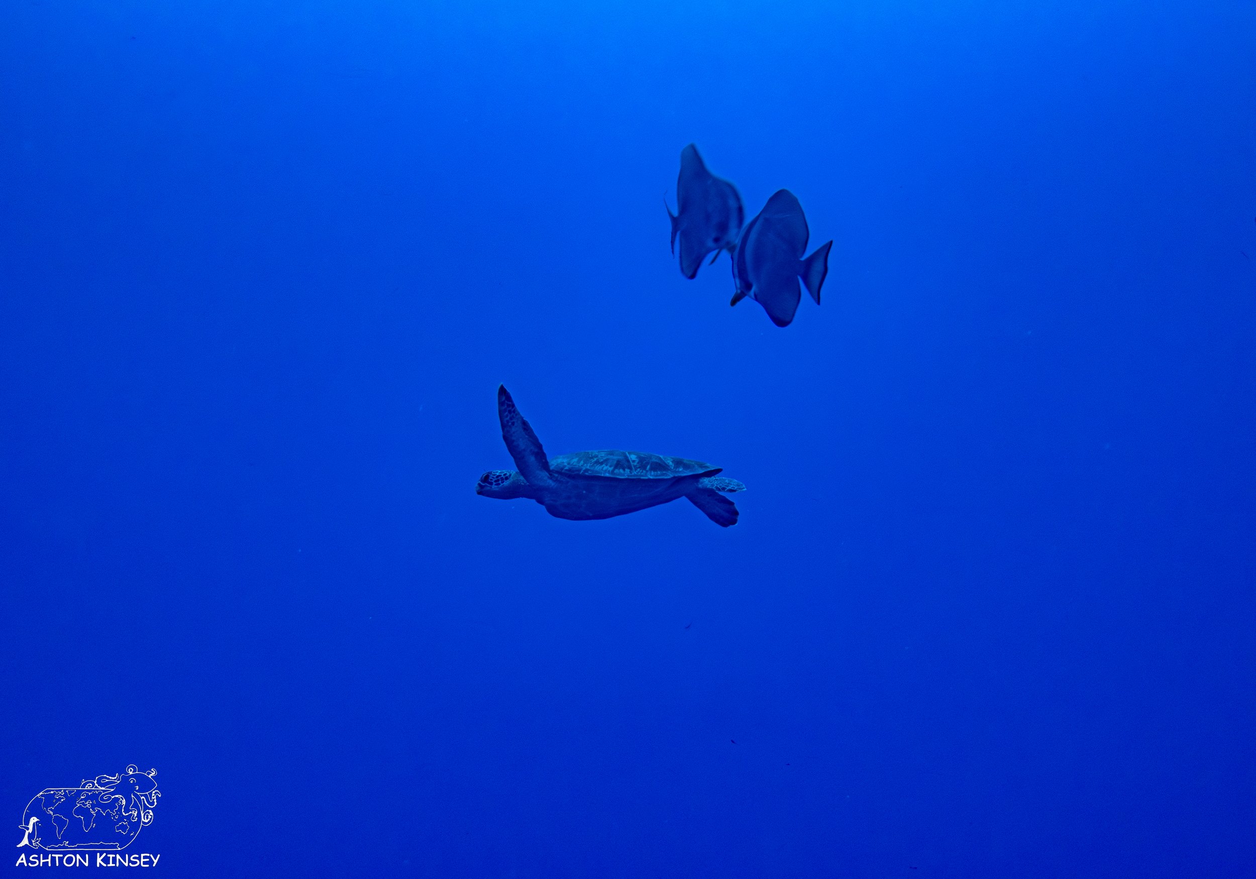 Orange Beach-15.jpg