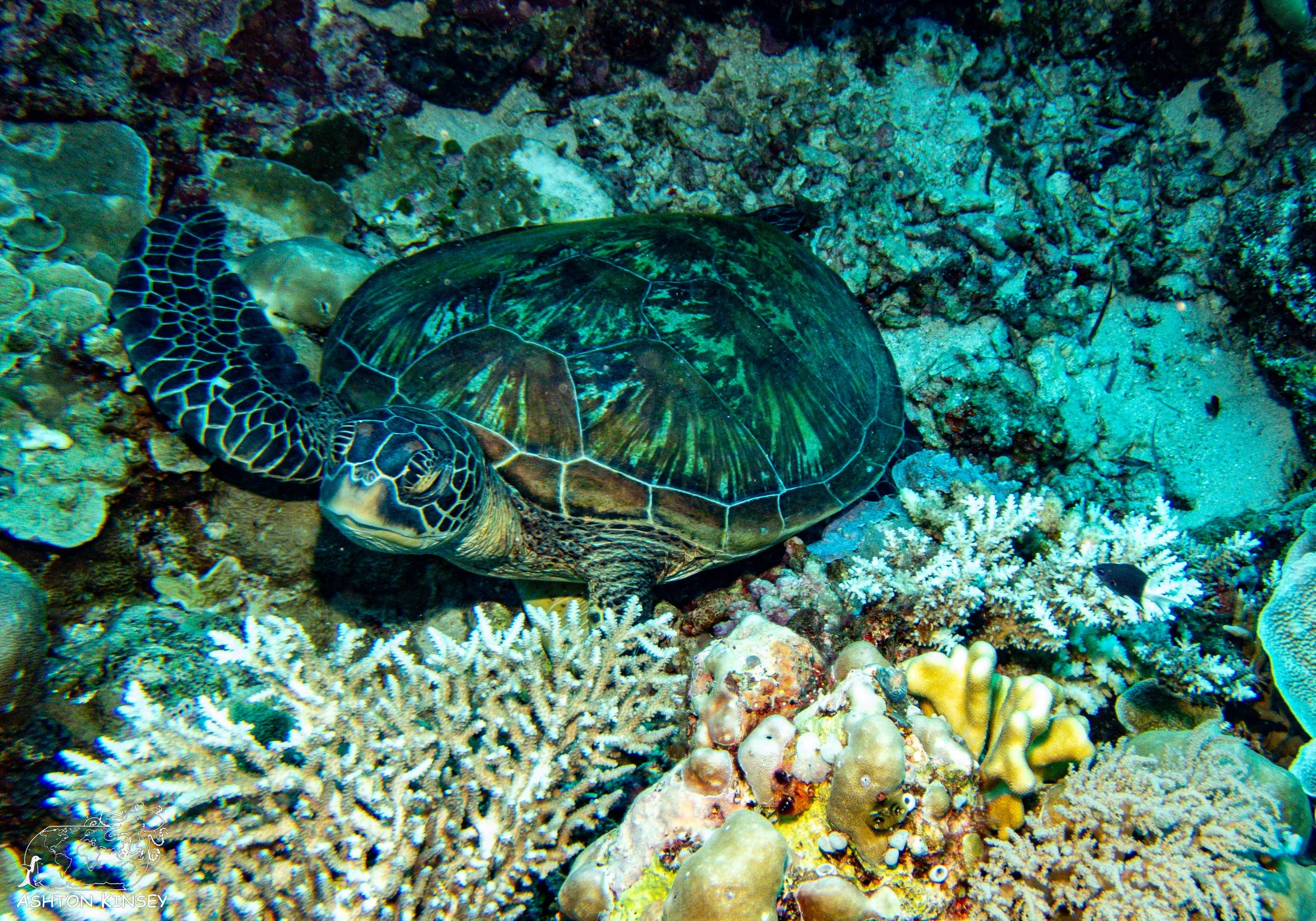 Orange Beach-18.jpg