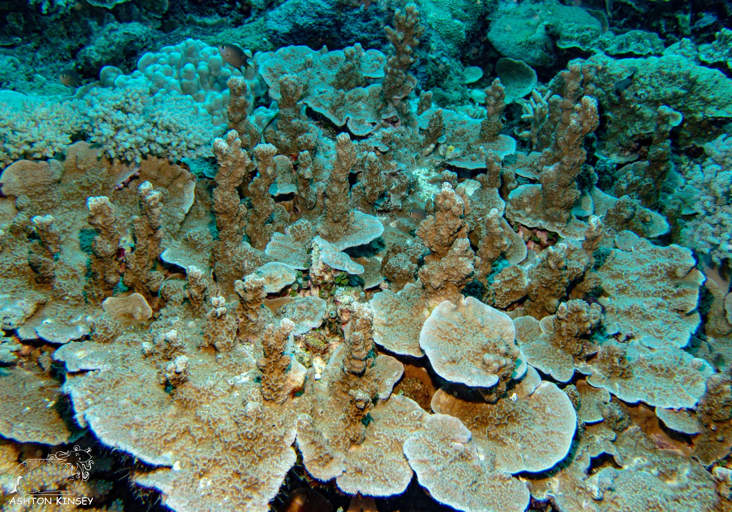 Orange Beach-17.jpg