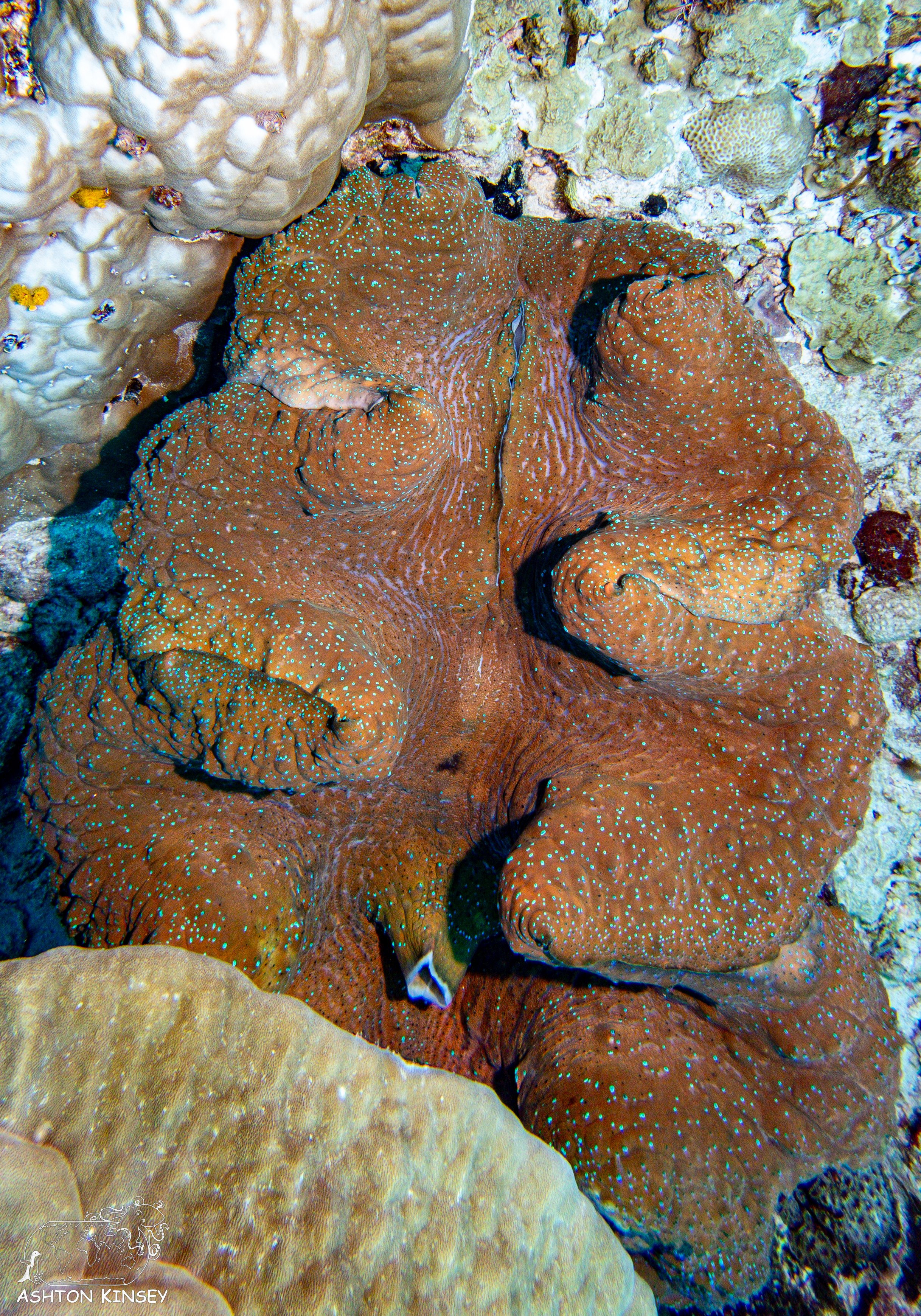 Orange Beach-1.jpg