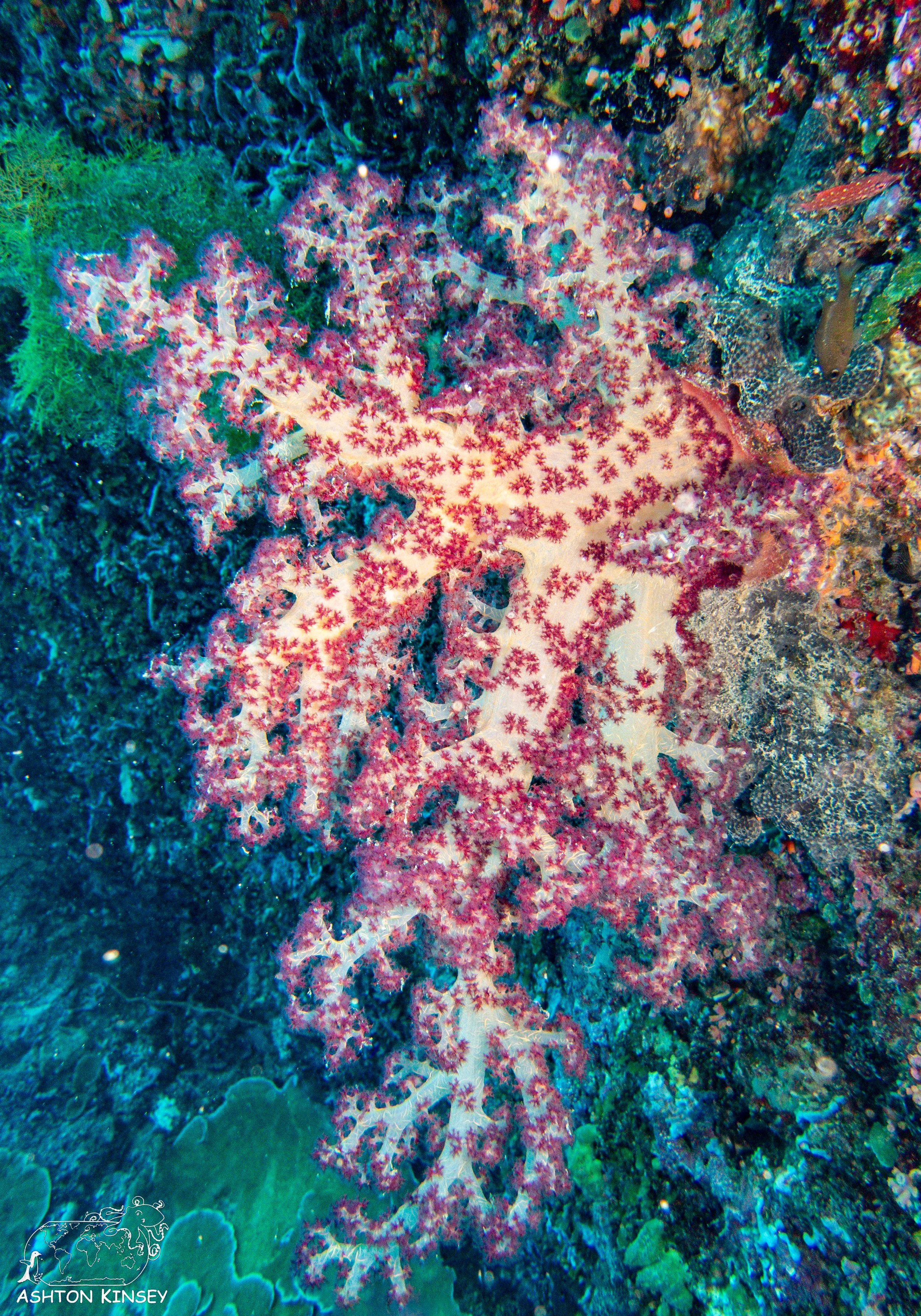 Turtle Cove-7.jpg