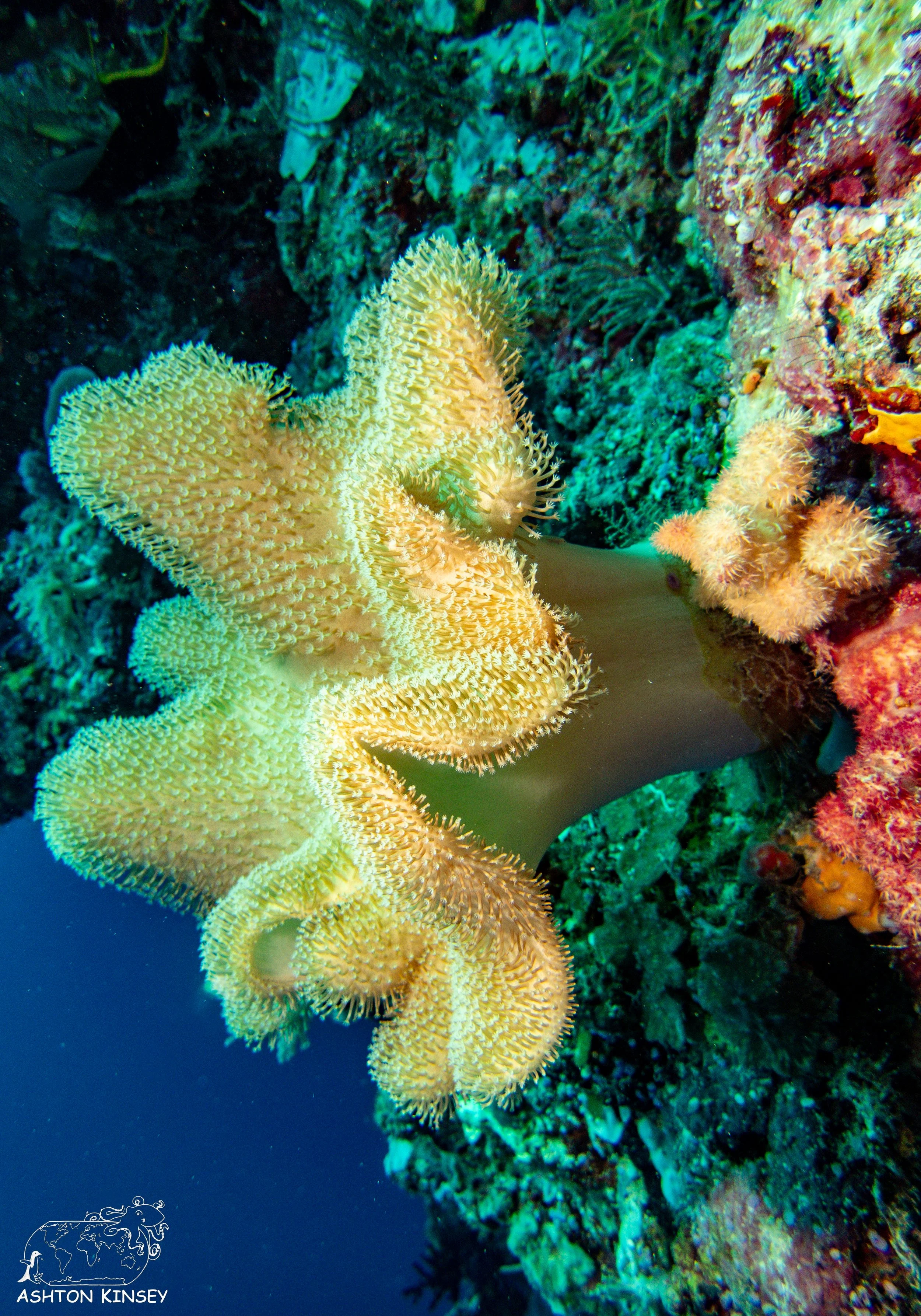 Turtle Cove-8.1.jpg