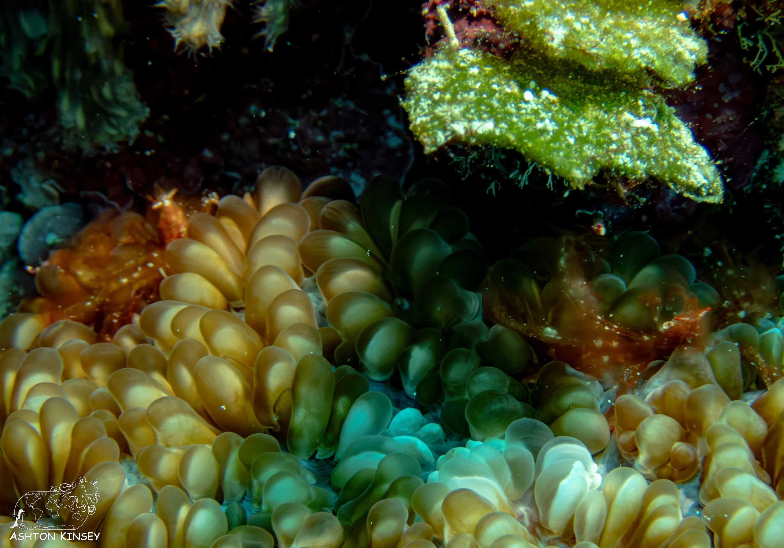 Turtle Cove-10.jpg