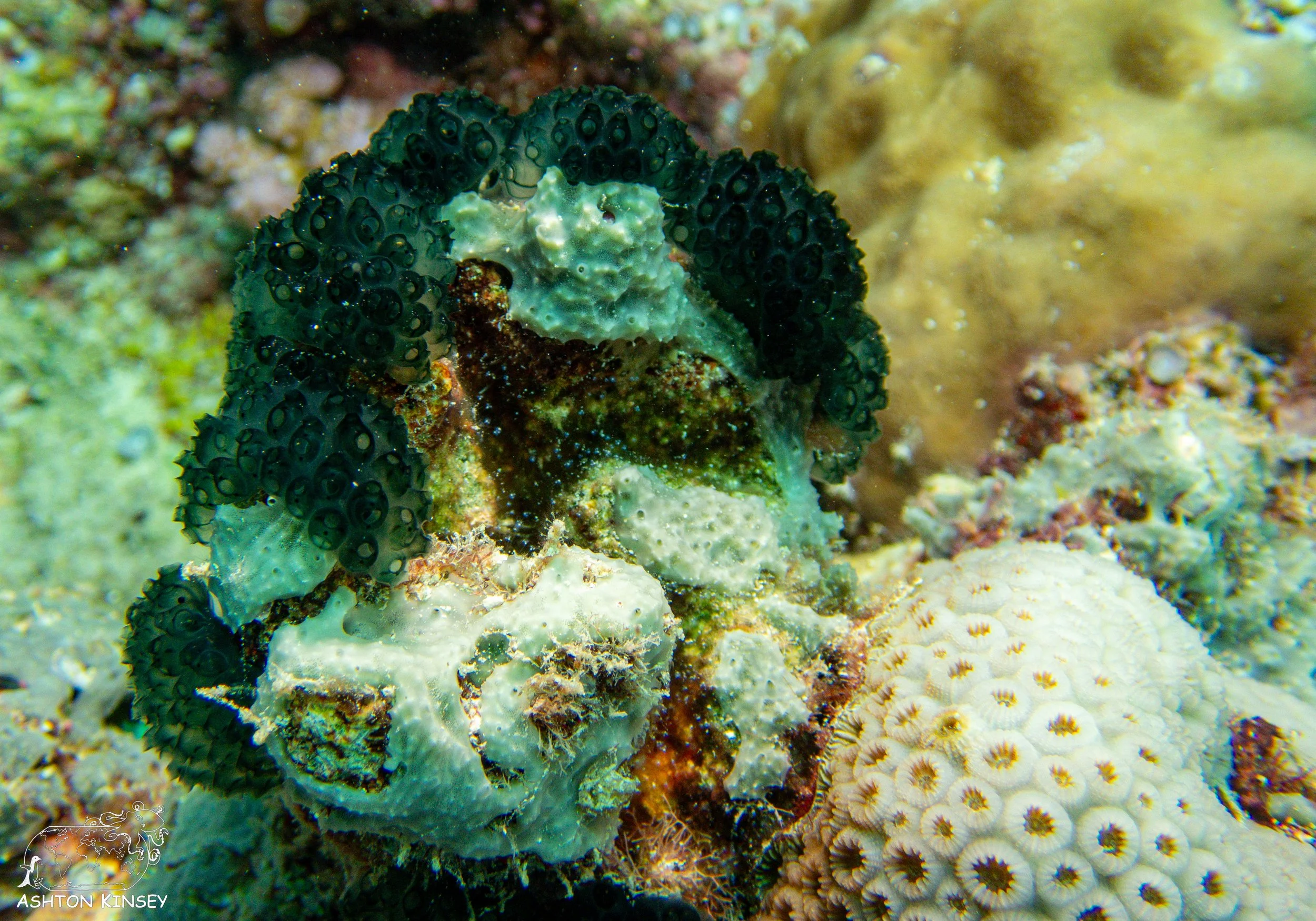 Turtle Cove-12.jpg