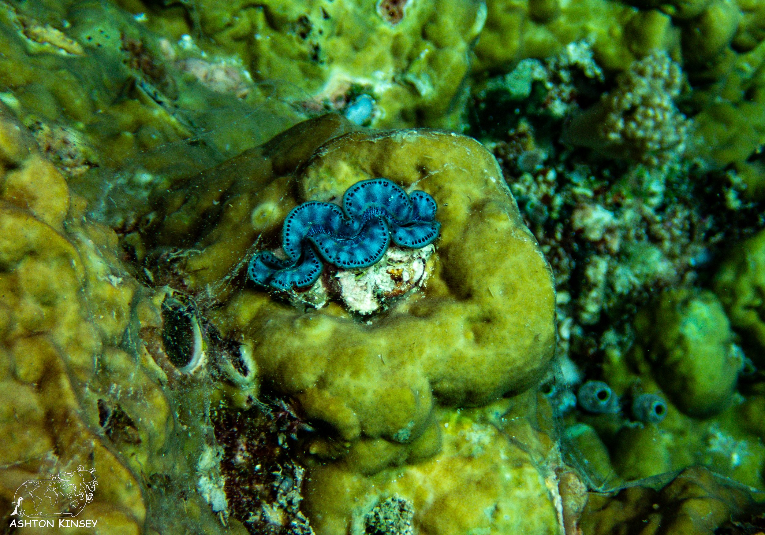 Turtle Cove-13.jpg