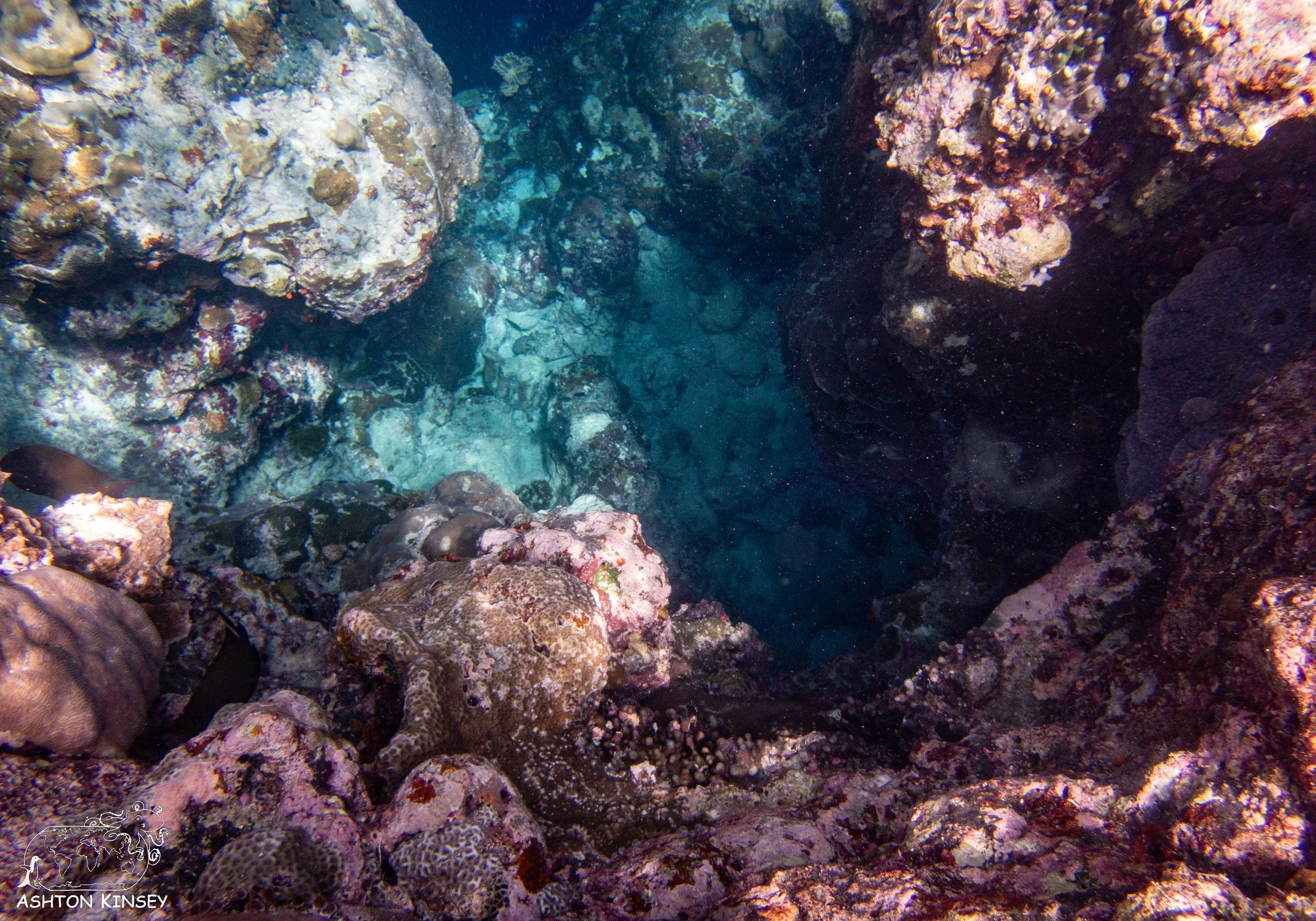 Turtle Cove.jpg