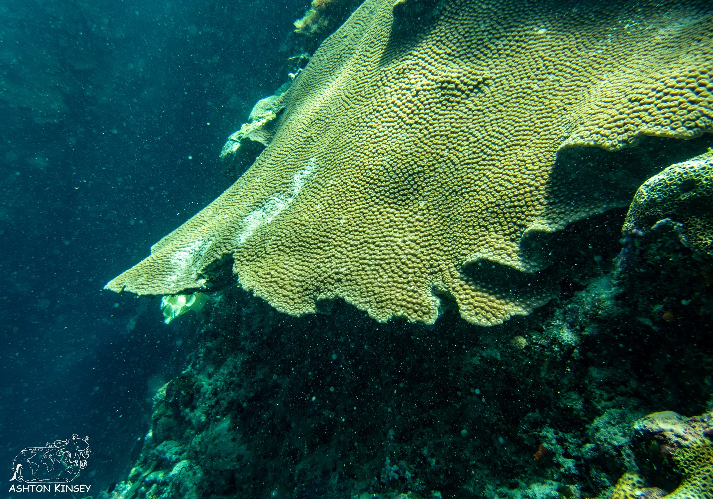 Turtle Cove-1.jpg