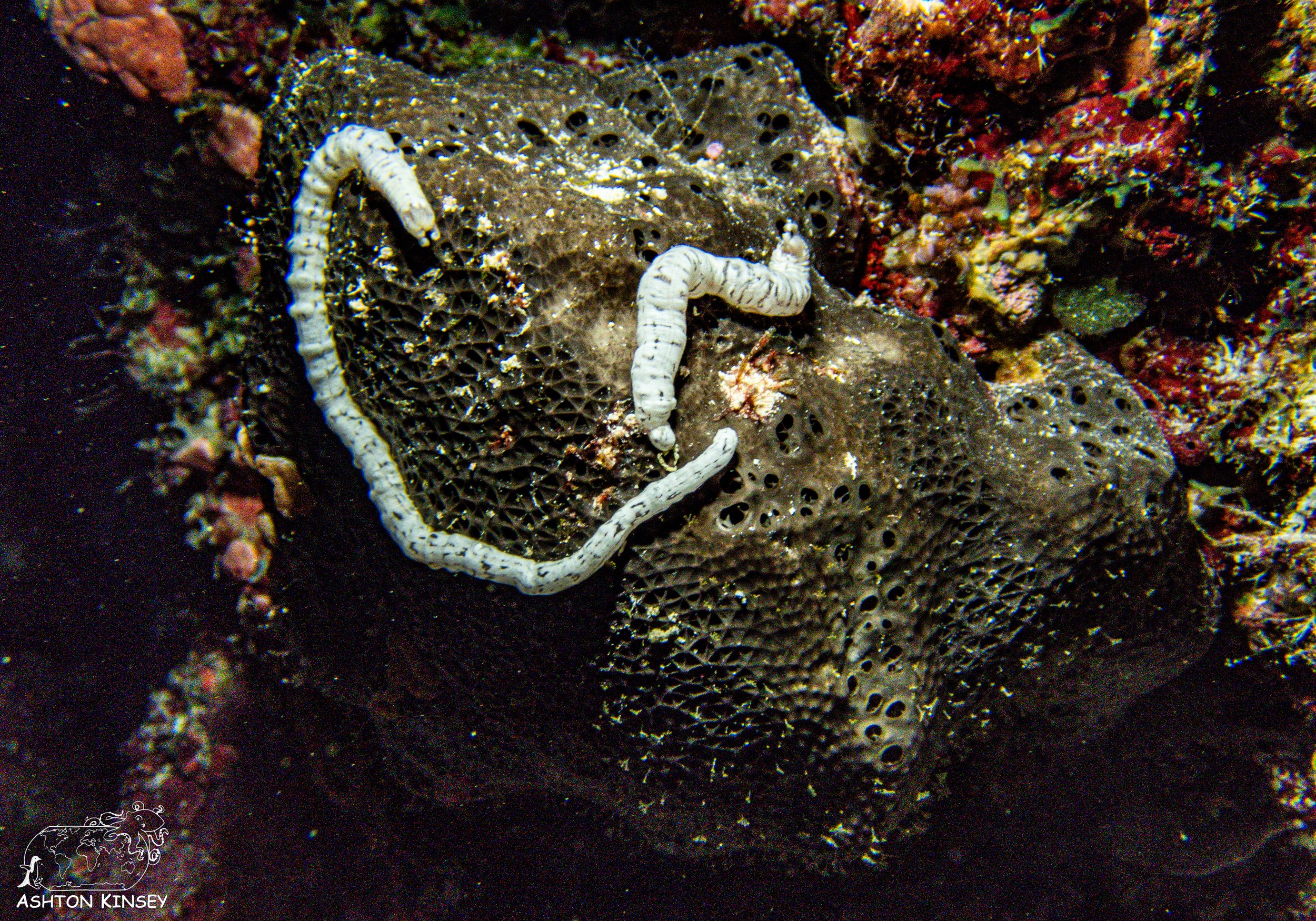 Turtle Cove-2.jpg