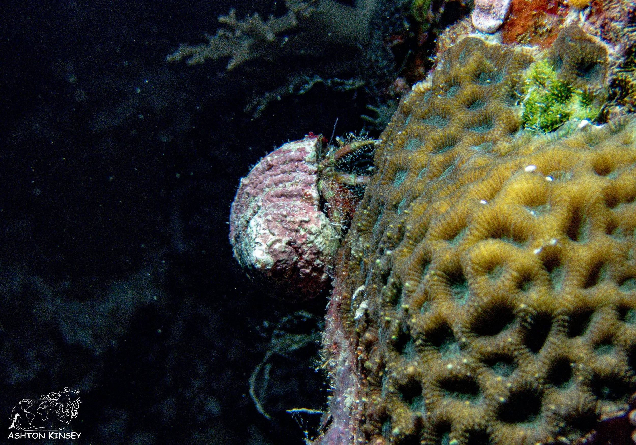Turtle Cove-4.jpg