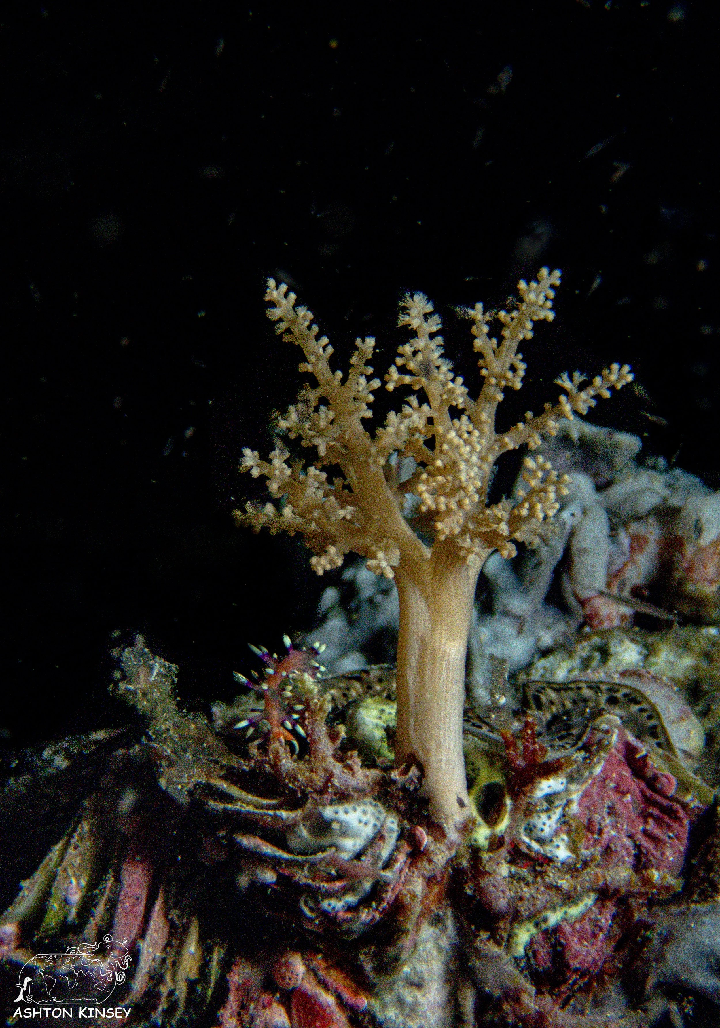 Turtle Cove-5.jpg