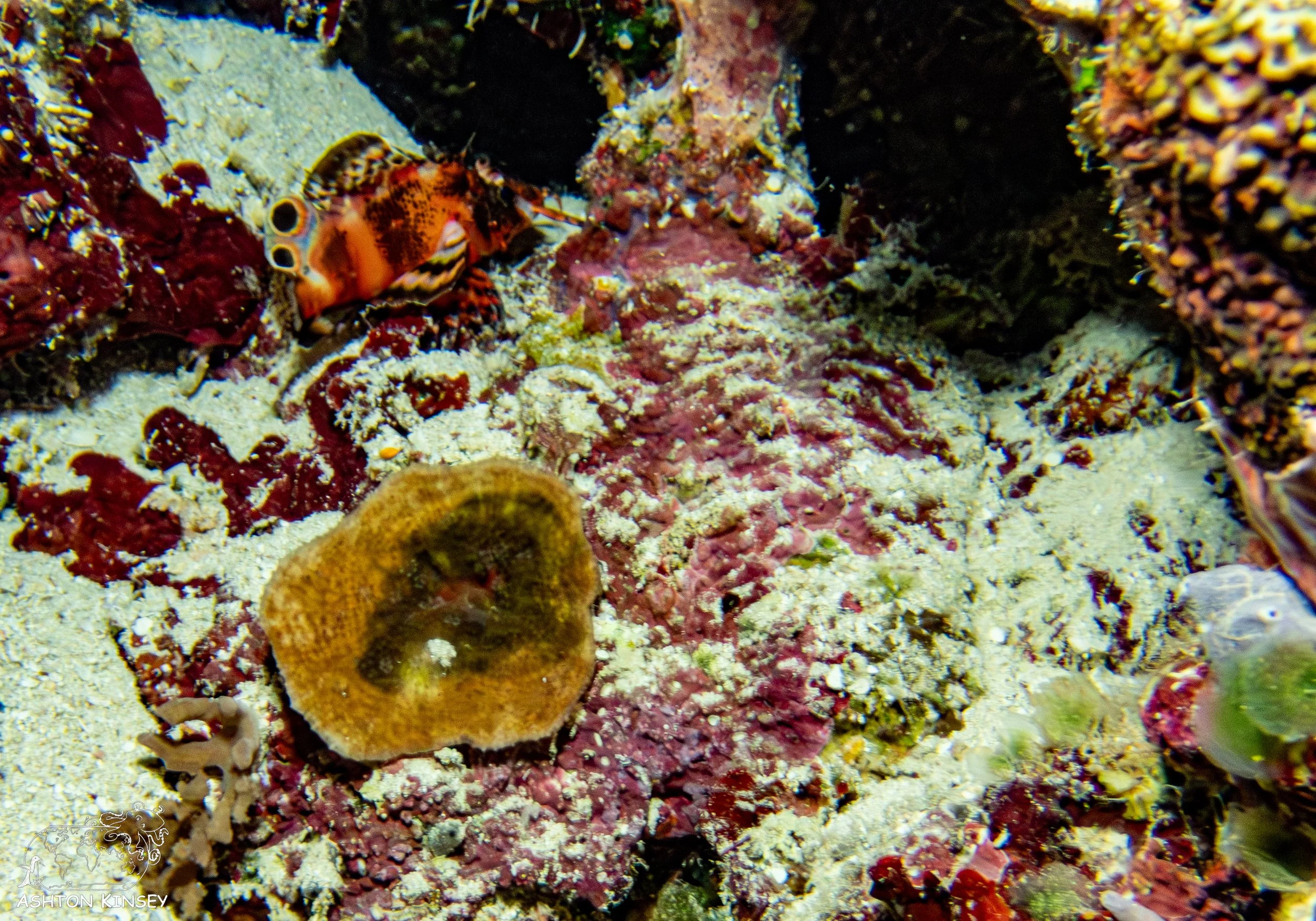 Turtle Cove-9.1.jpg