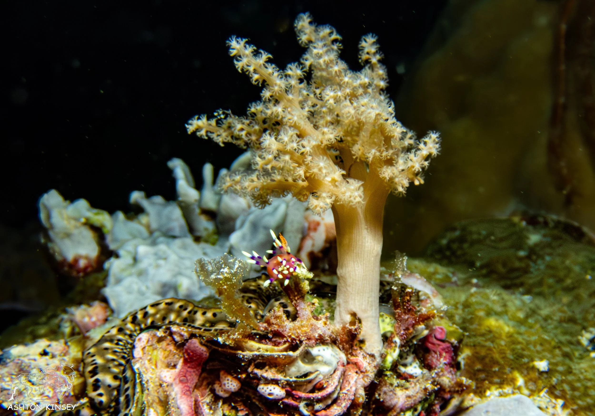 Turtle Cove-10.jpg