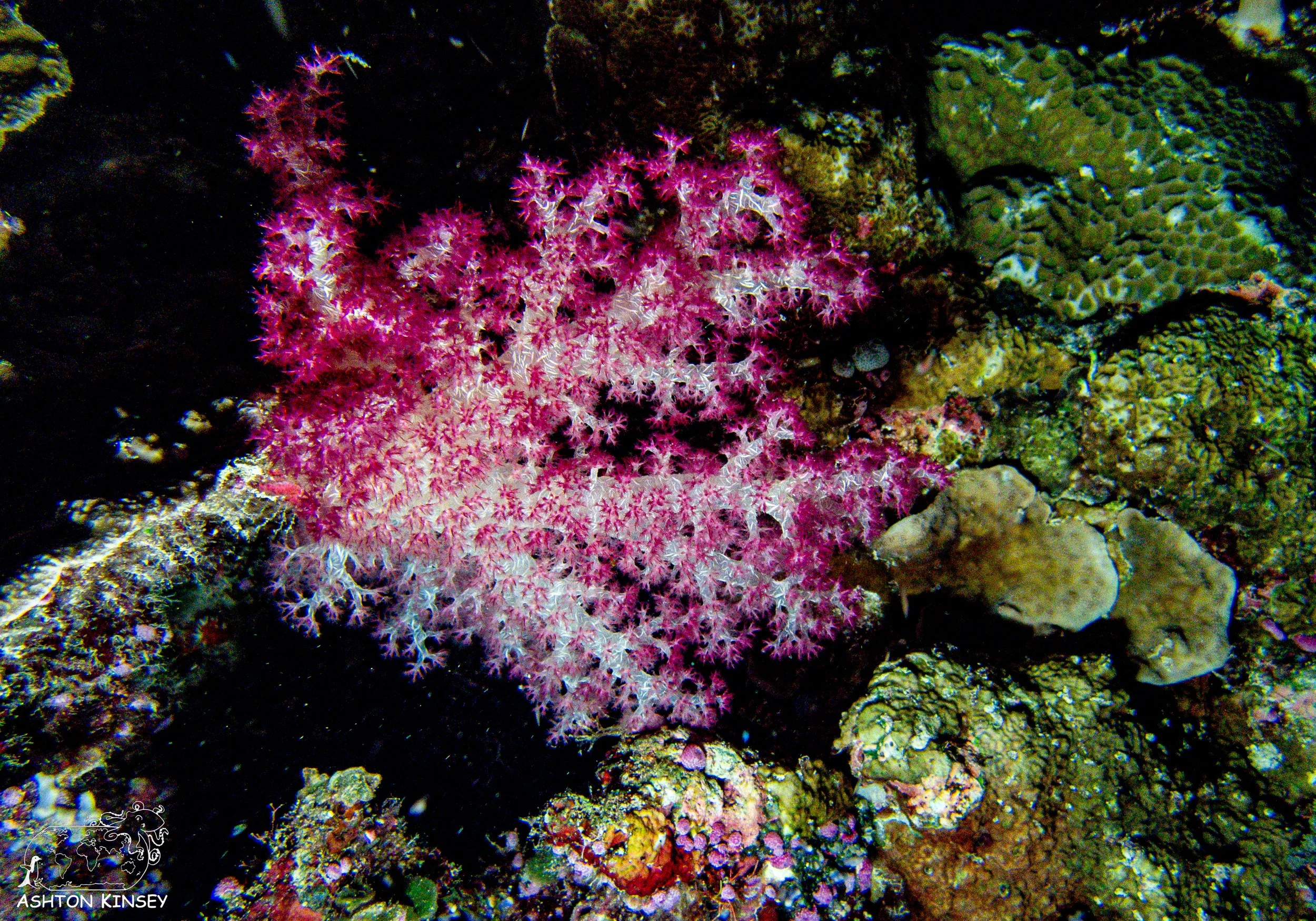 Turtle Cove-12.jpg