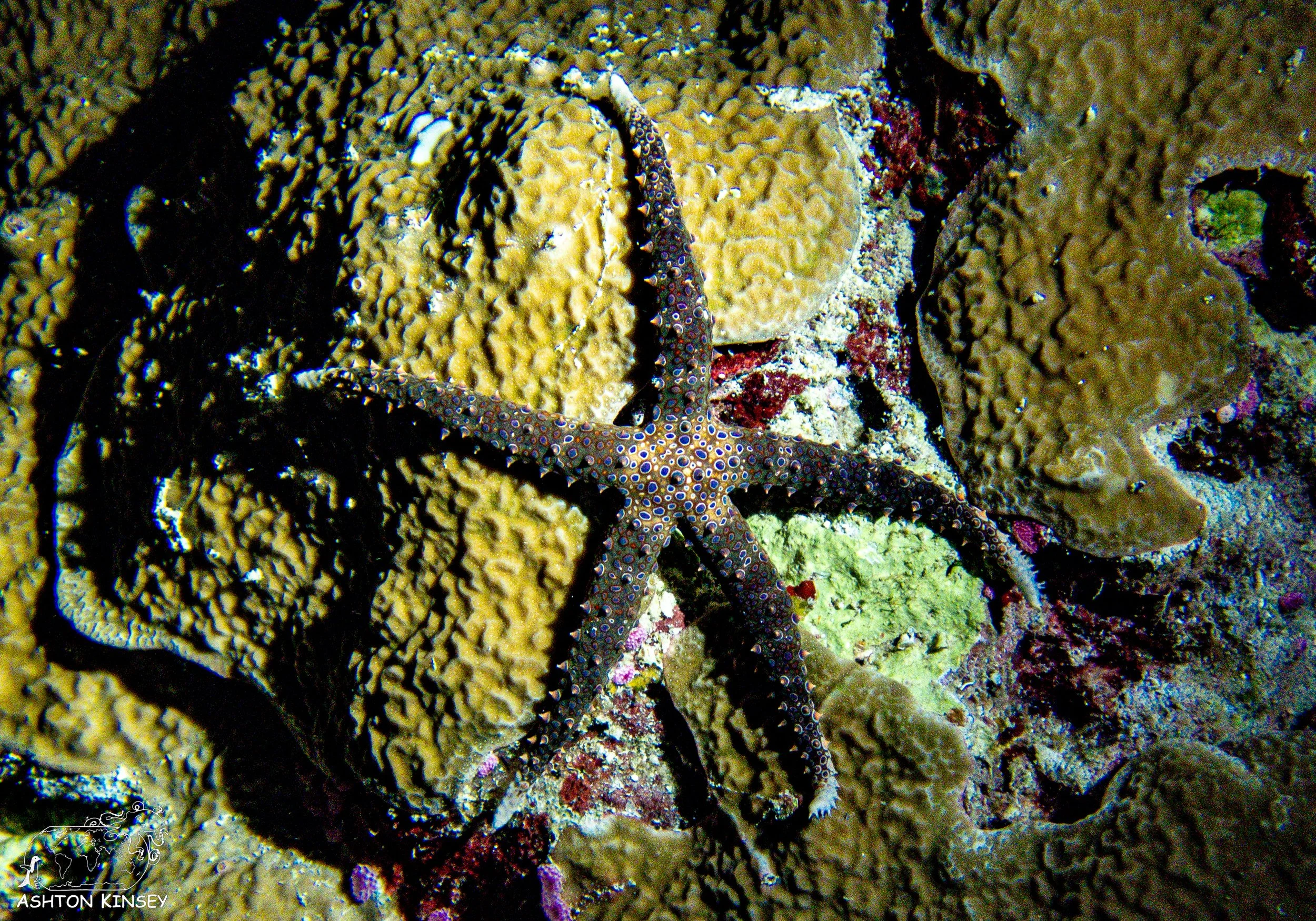 Turtle Cove-1.jpg